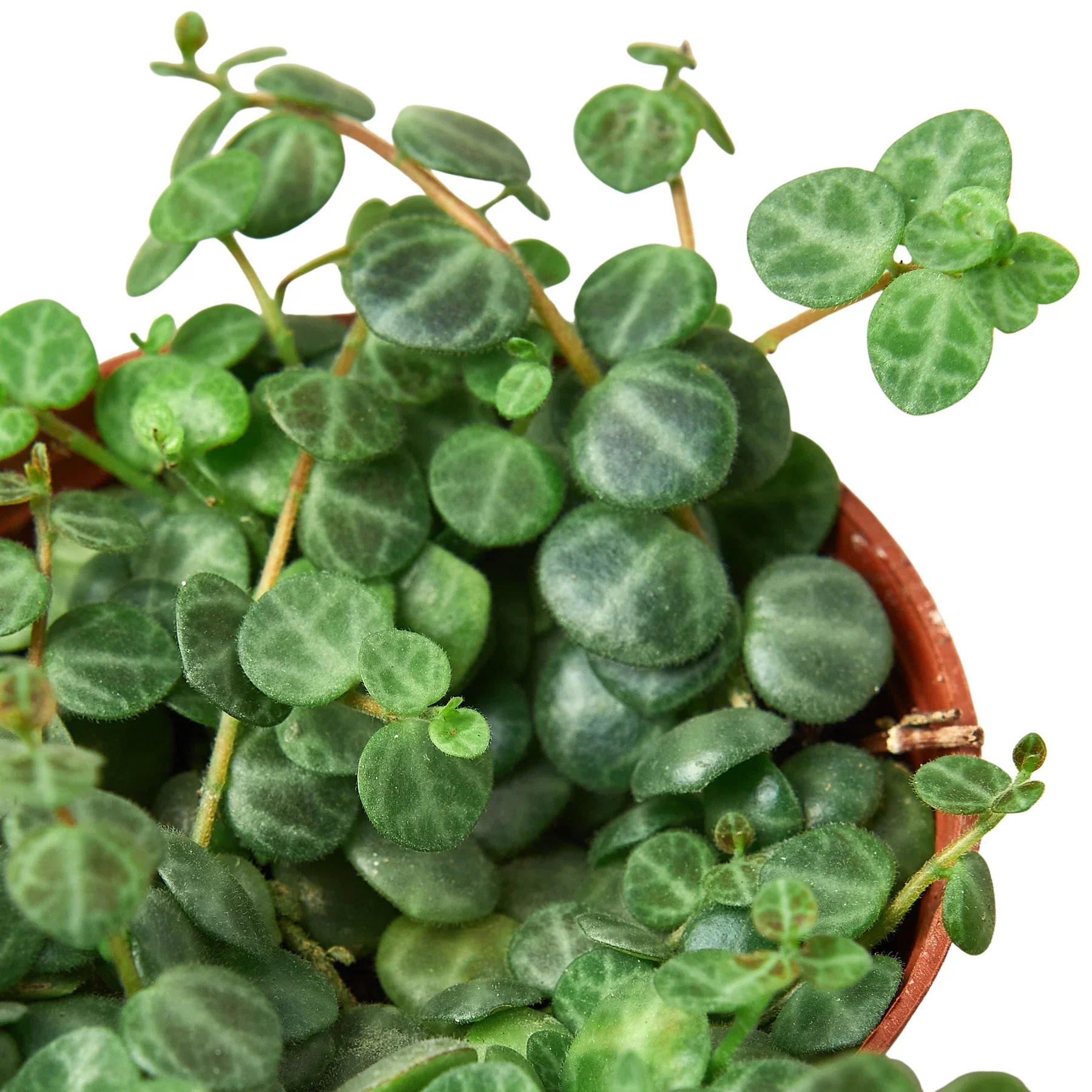 Peperomia String of Turtles - Image 2