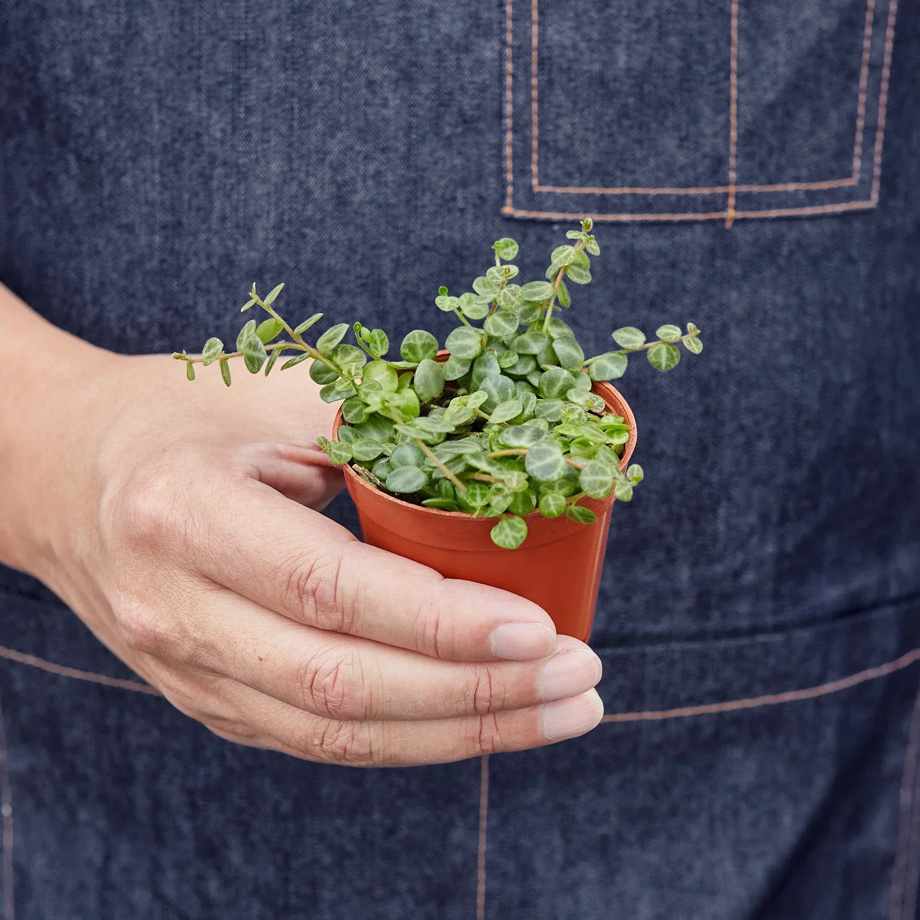 Peperomia String of Turtles - Image 3