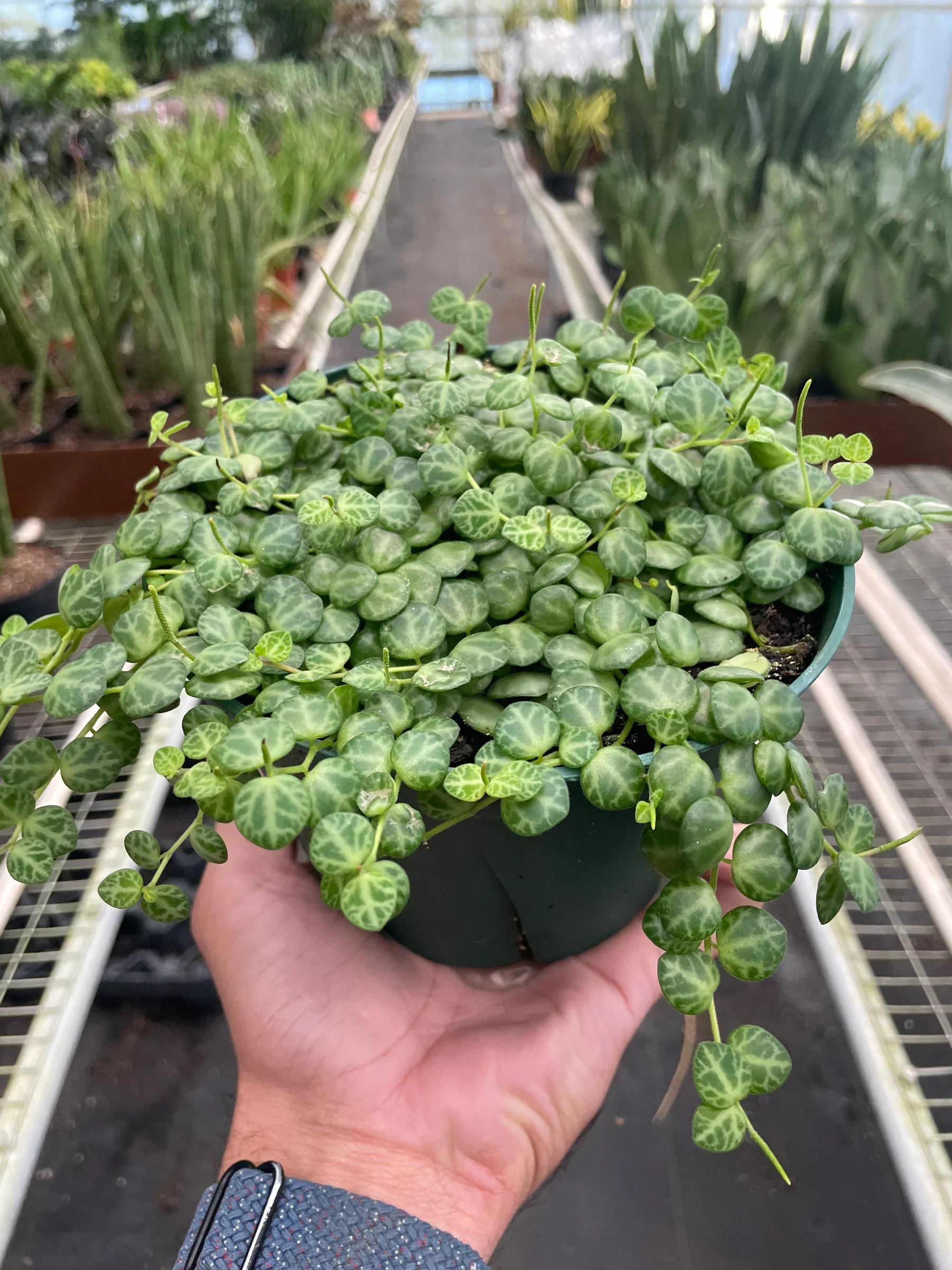 Peperomia String of Turtles - Image 4