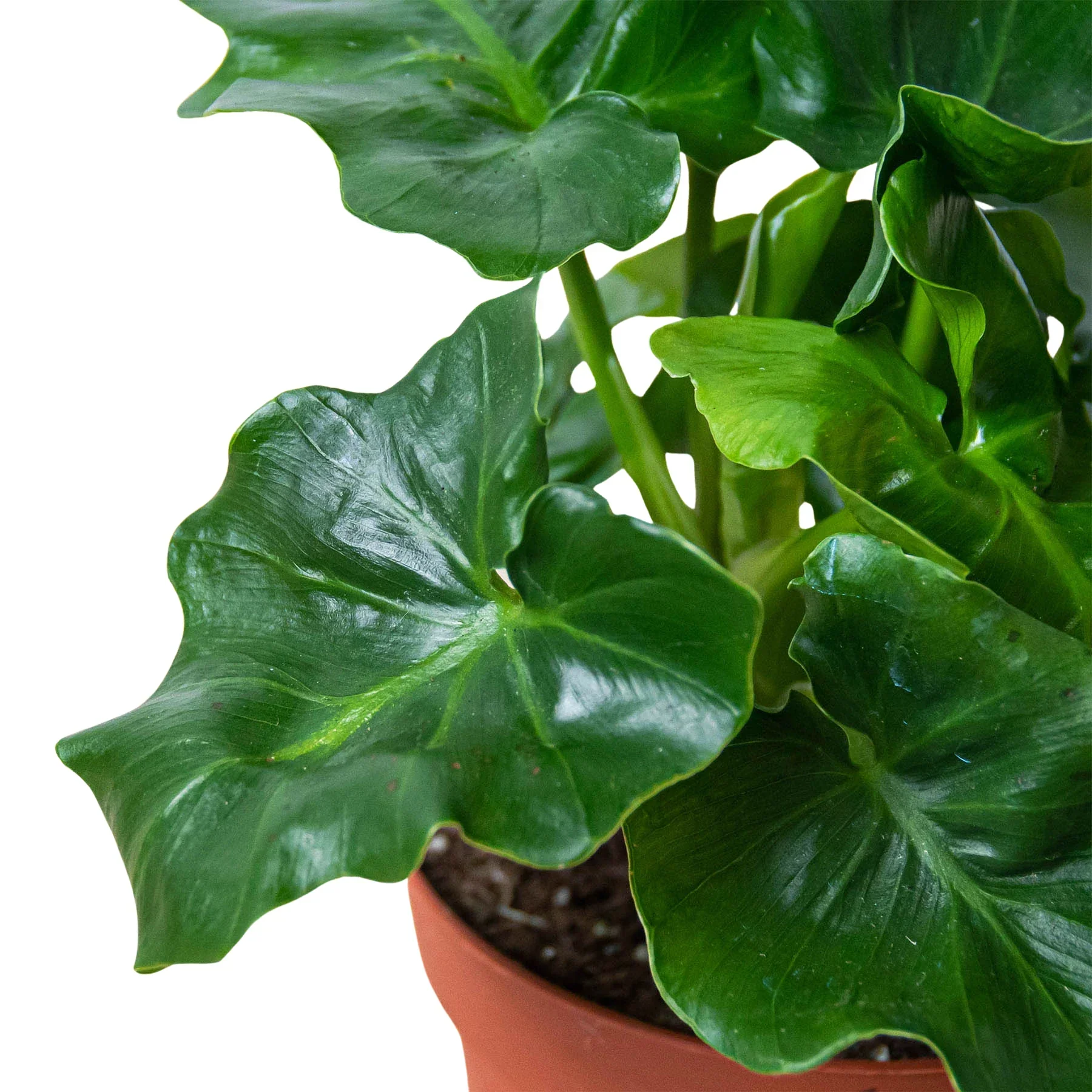 Philodendron 'Atom' - Image 2