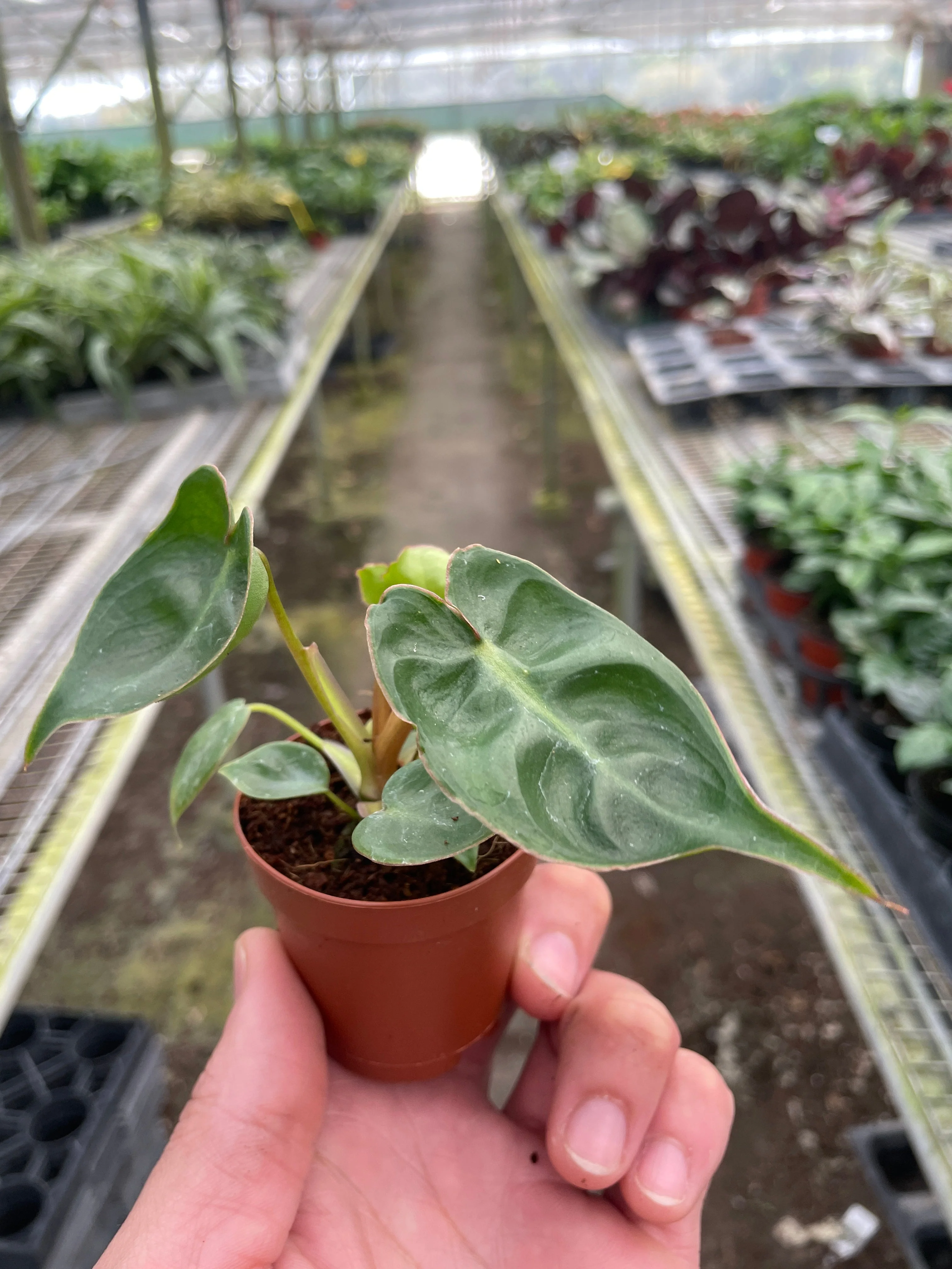 Philodendron 'Billietiae' - Image 2