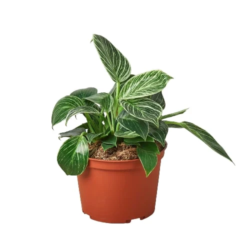 Philodendron 'Birkin' - Image 3