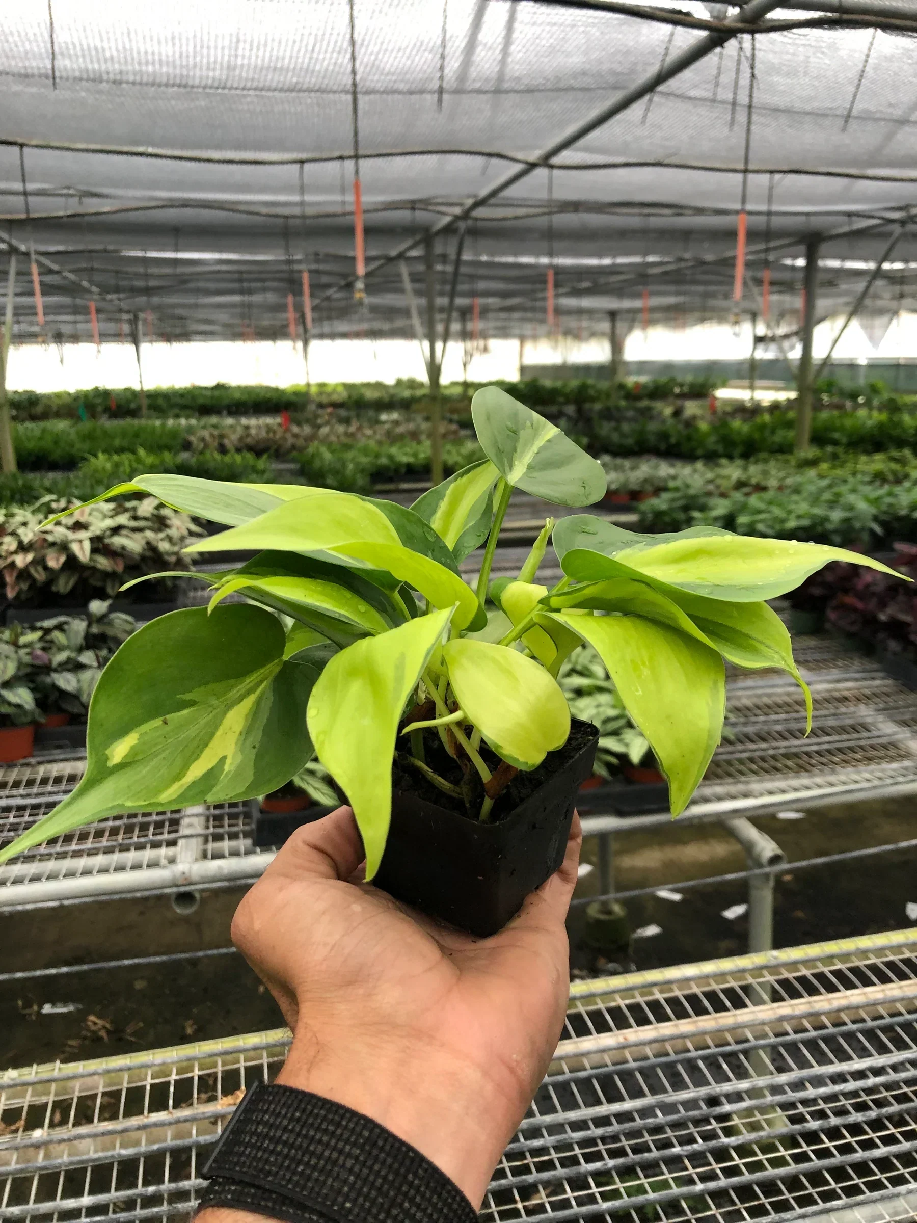 Philodendron 'Brasil' - Image 4