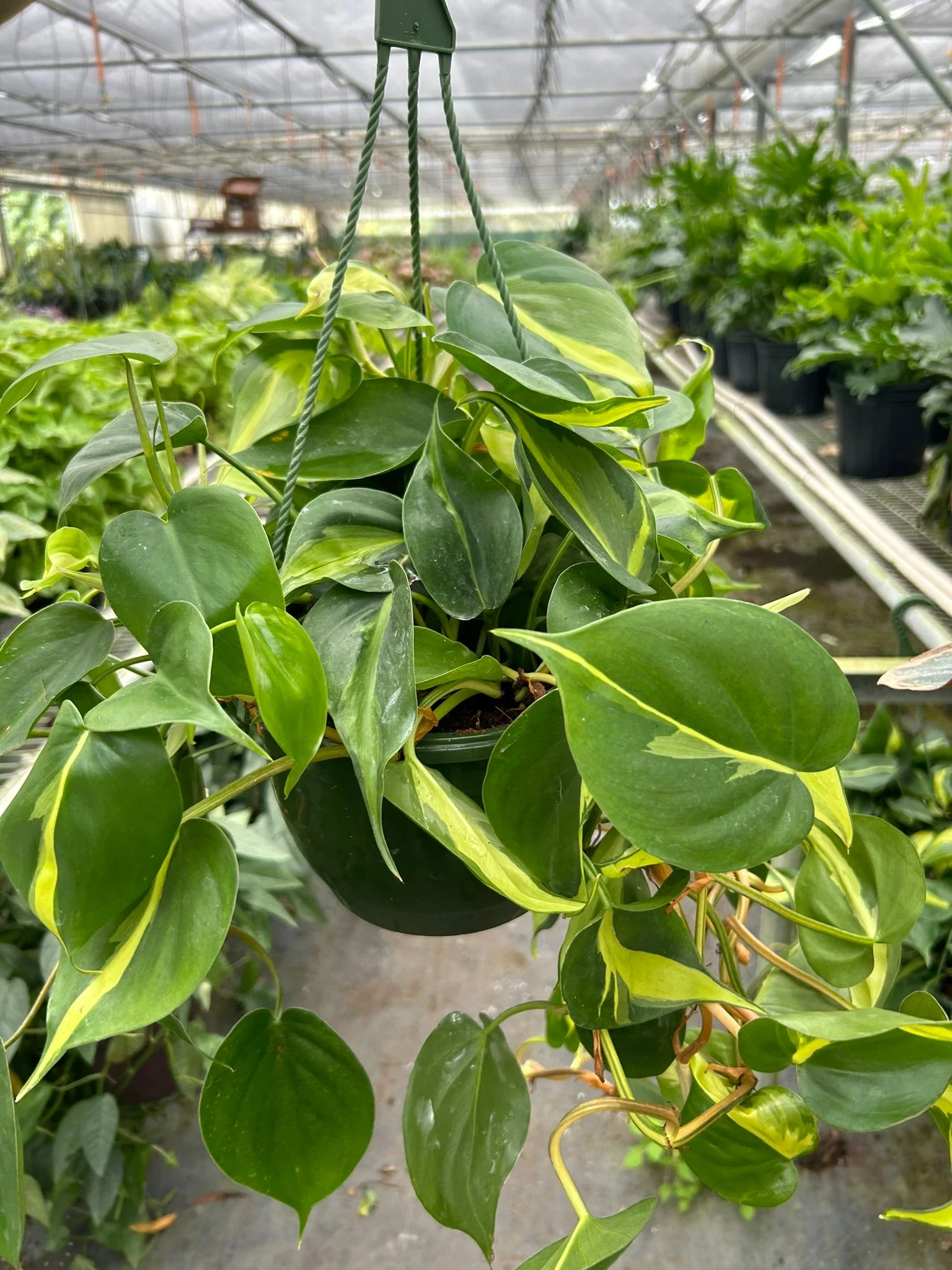 Philodendron 'Brasil' - Image 5