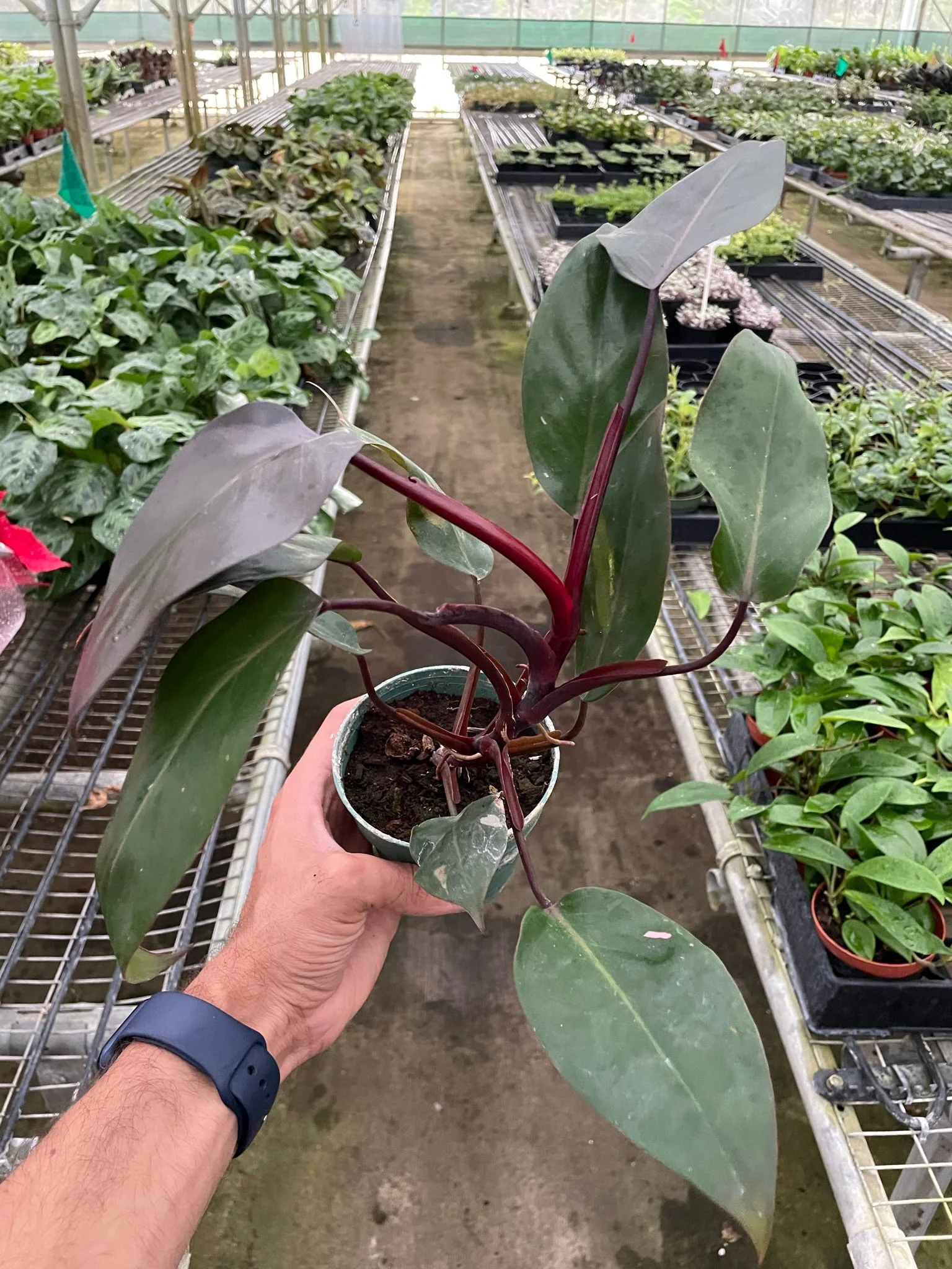 Philodendron 'Burgundy Princess' (Reverted Pink Princess) - B-Grade - Image 2