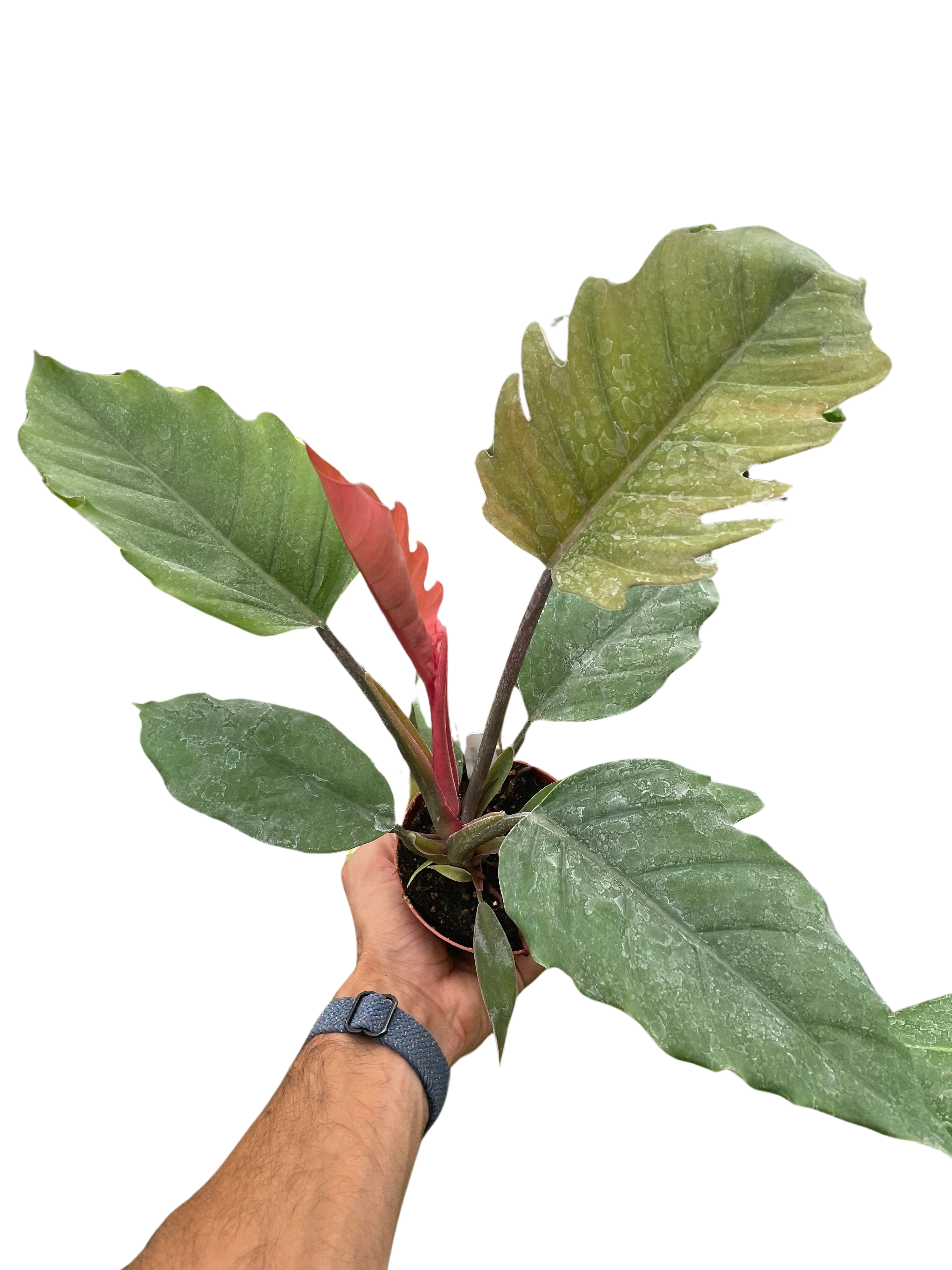 Philodendron Choco Empress - Image 3