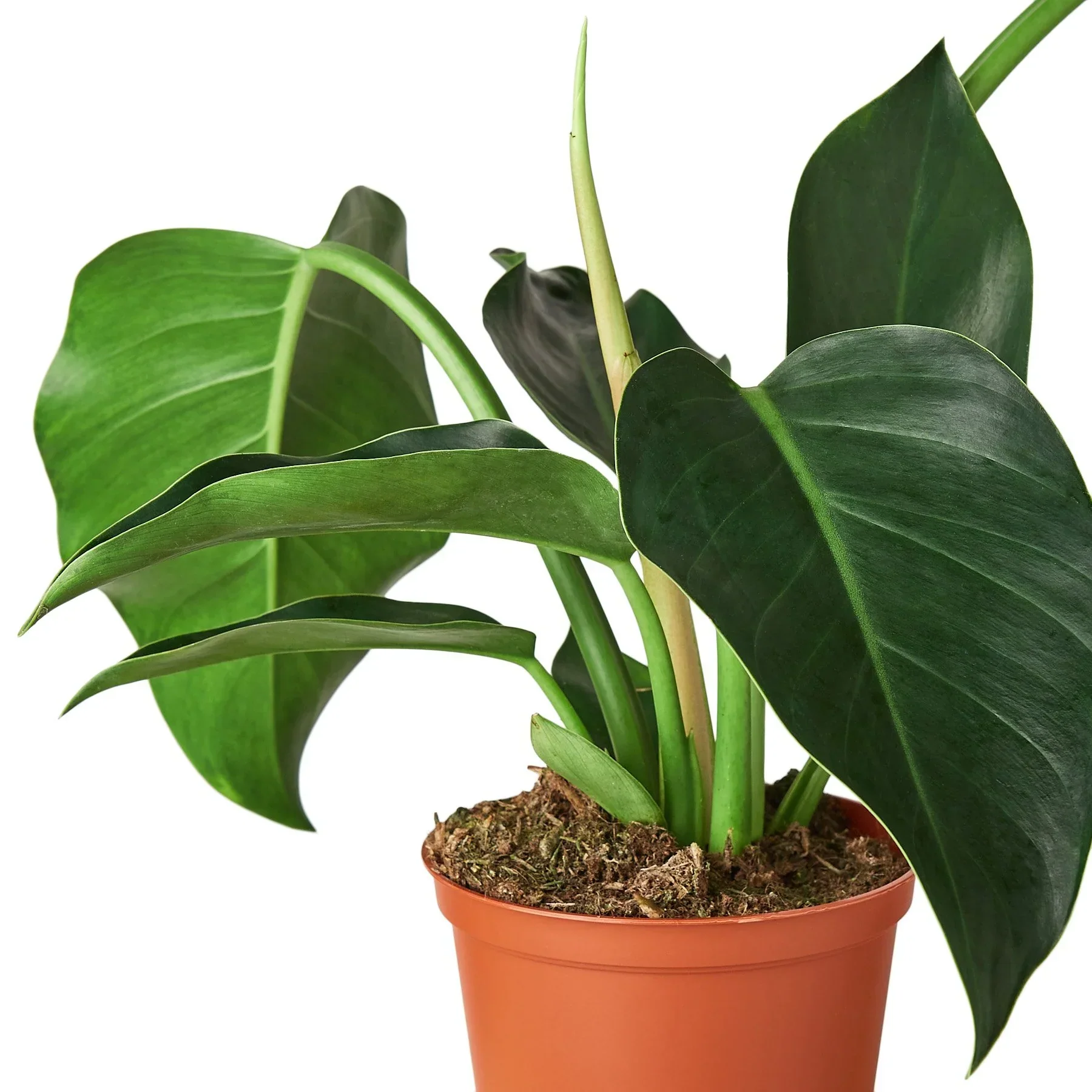 Philodendron 'Congo Green' - Image 2
