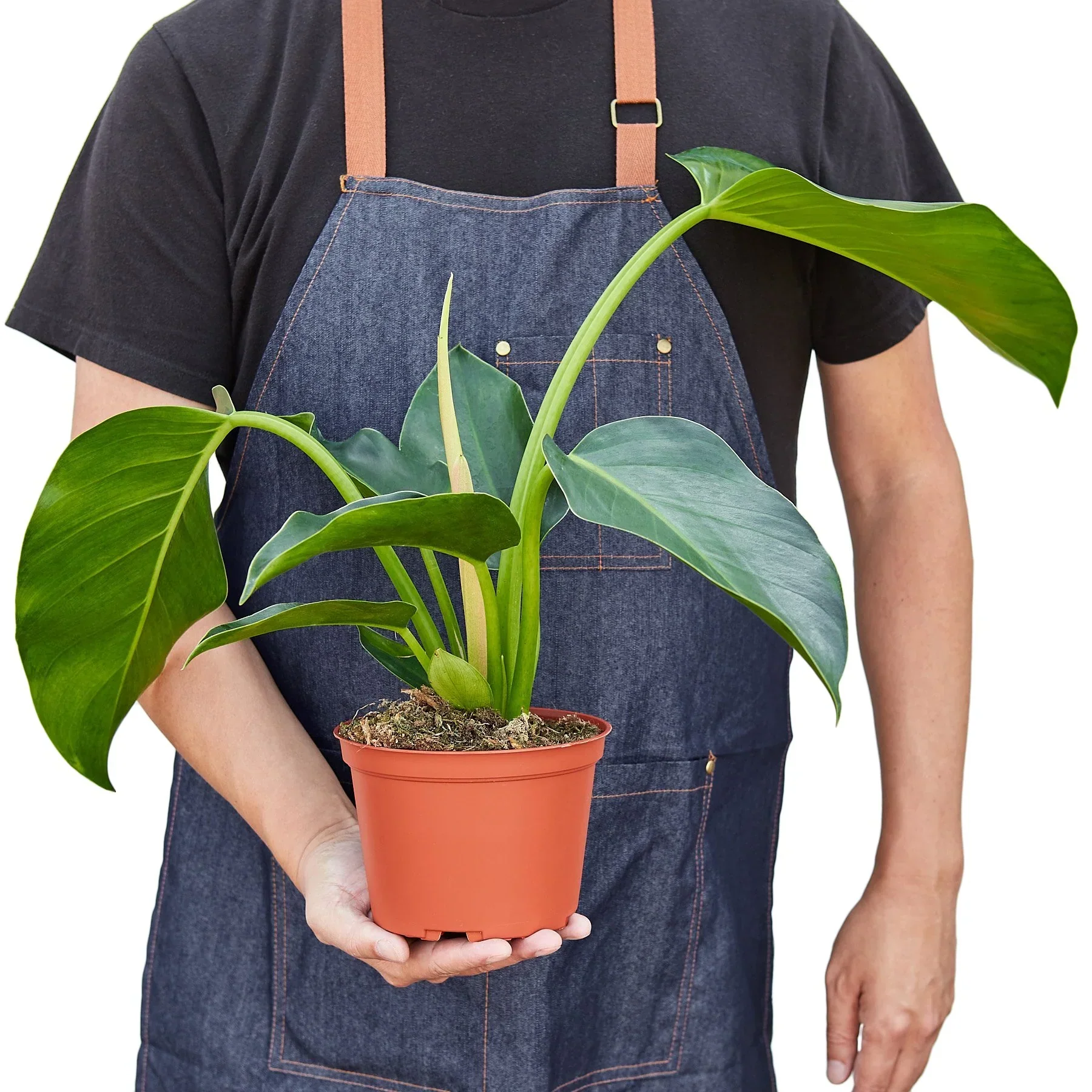 Philodendron 'Congo Green' - Image 3