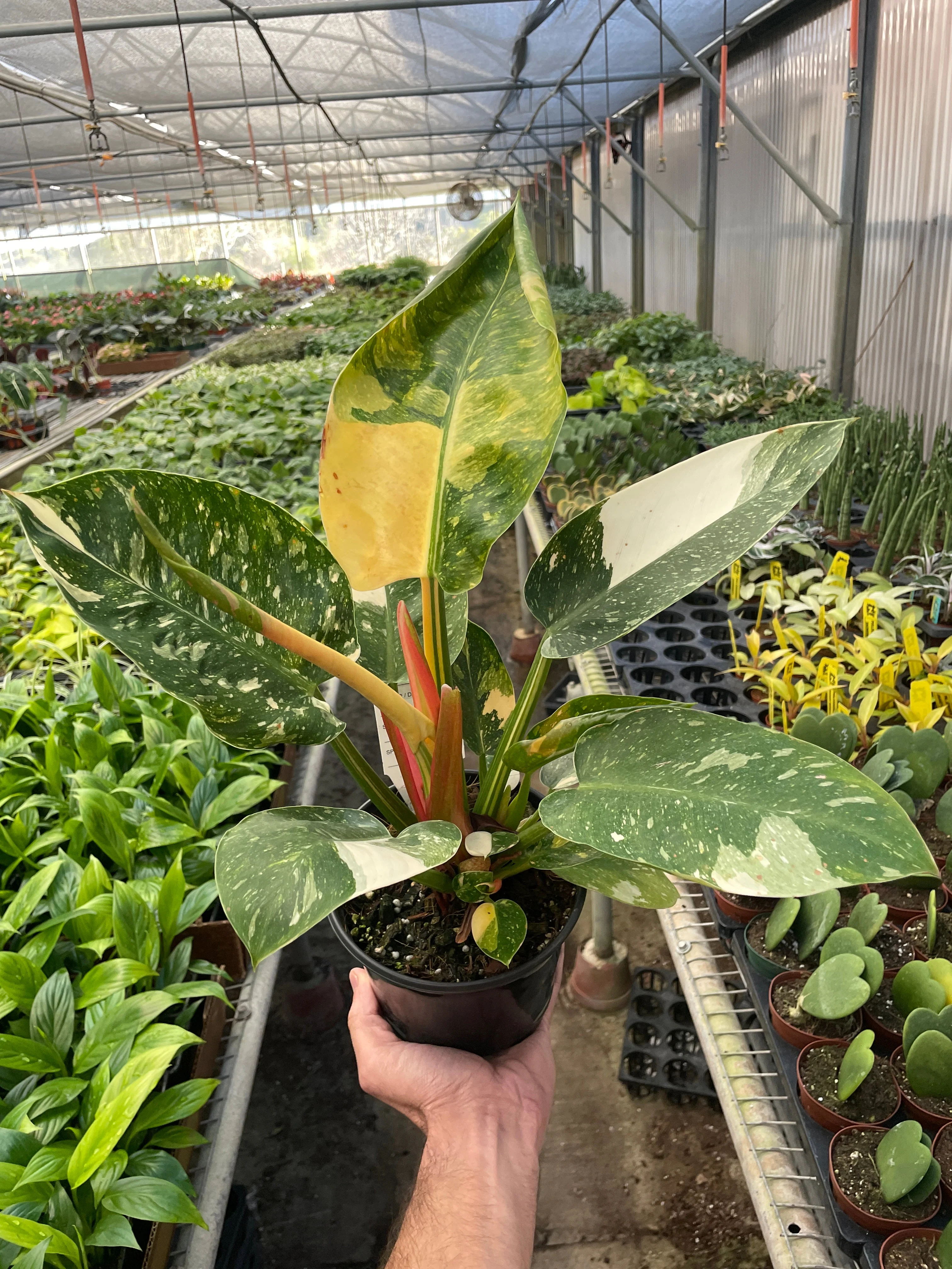 Philodendron 'Congo Green Variegated' - Image 3