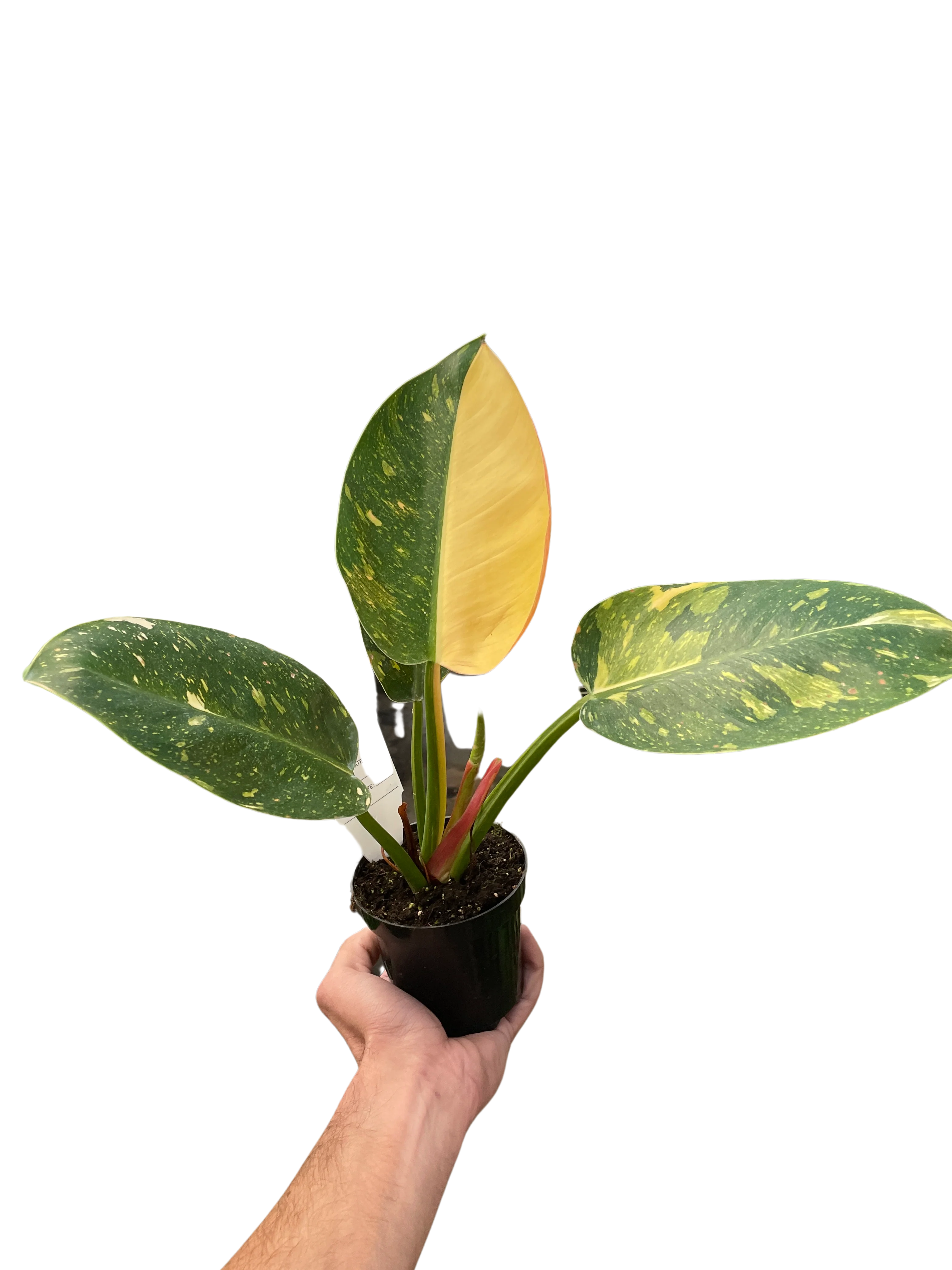 Philodendron 'Congo Green Variegated' - Image 4