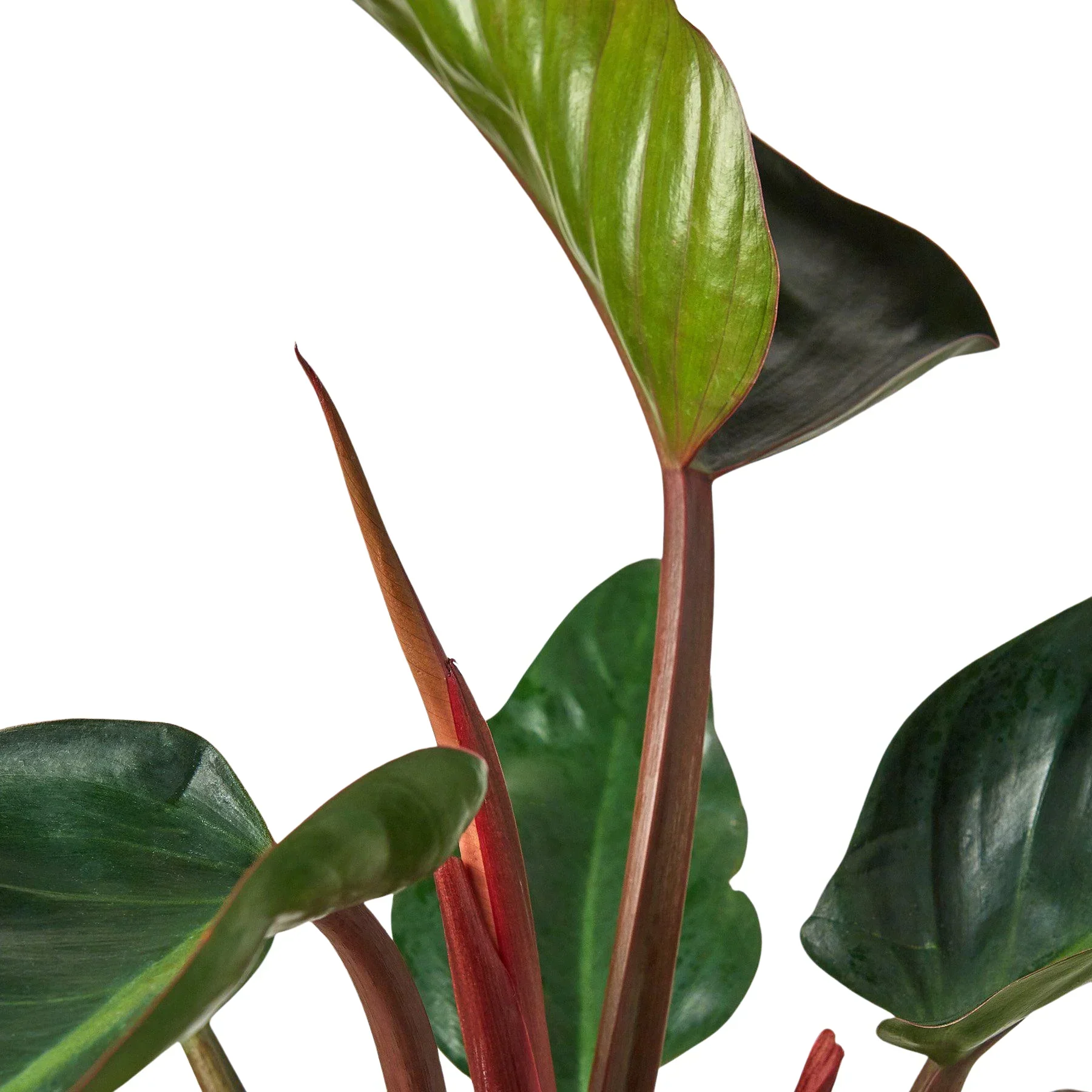 Philodendron 'Congo Rojo' - Image 3