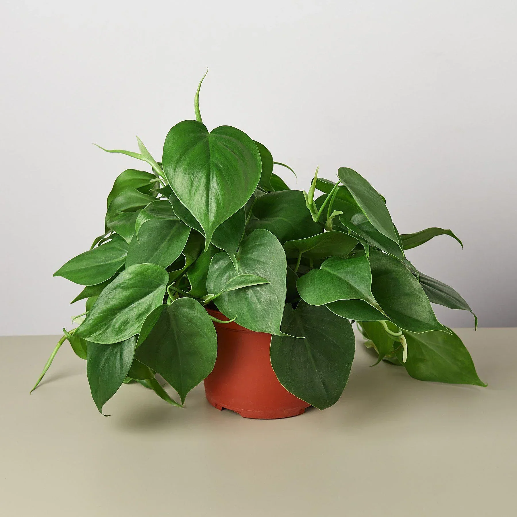 Philodendron Cordatum Heartleaf - Image 4