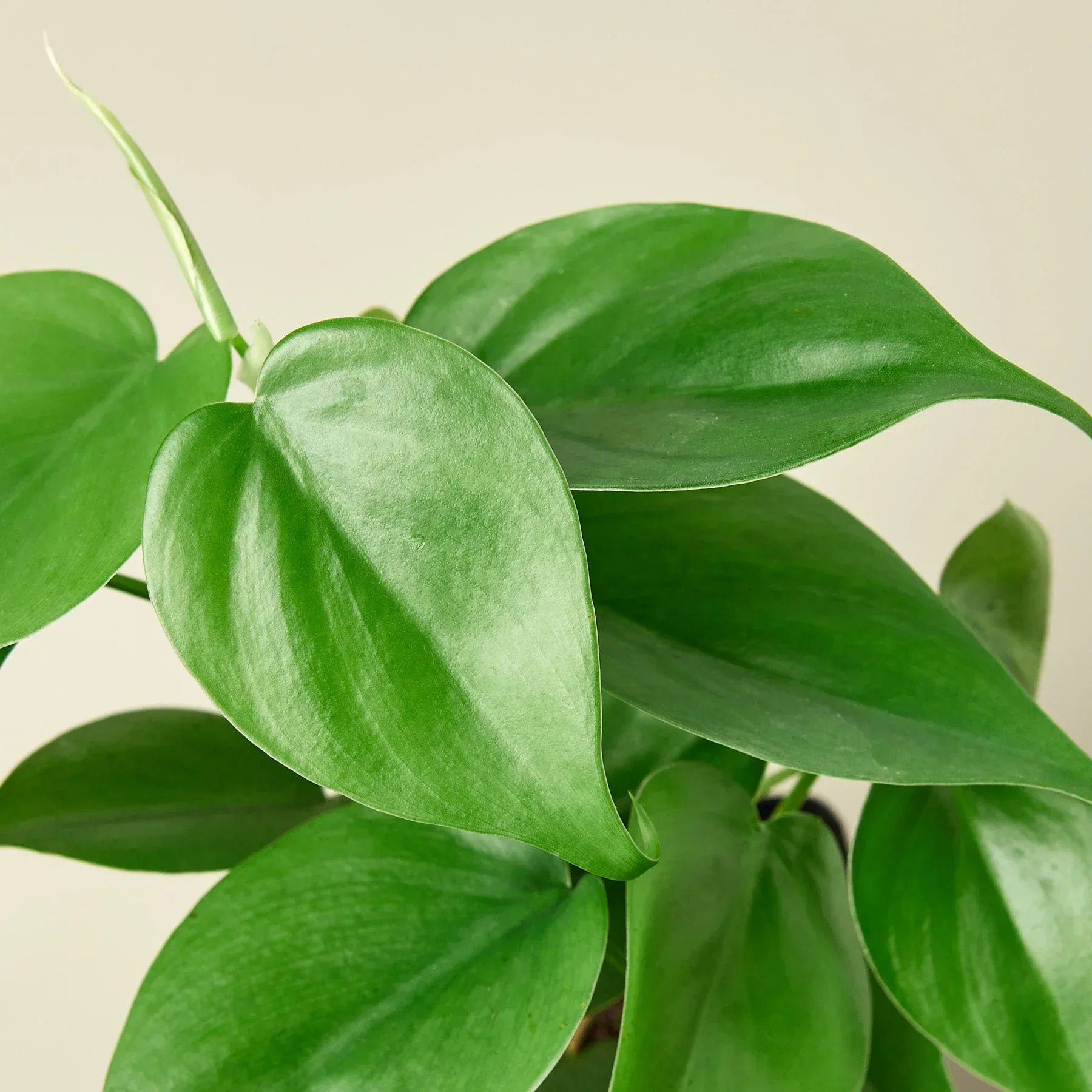 Philodendron Cordatum Heartleaf - Image 5