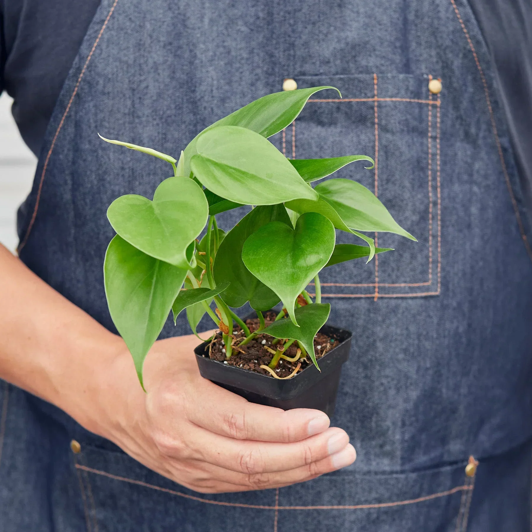 Philodendron Cordatum Heartleaf - Image 8