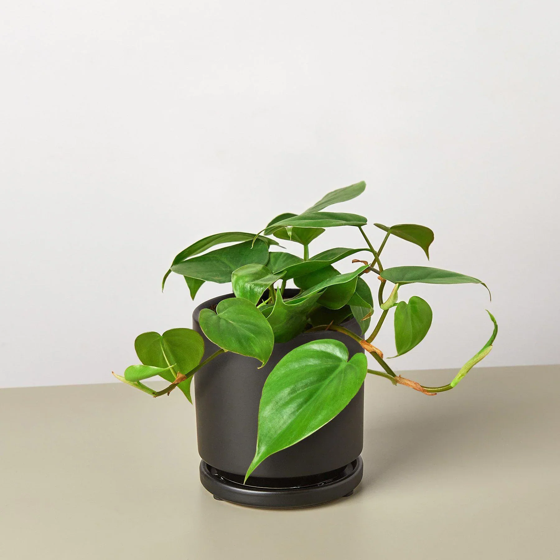 Philodendron Cordatum Heartleaf - Image 9