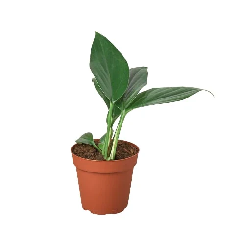Philodendron 'Dragon Tail' - Image 2