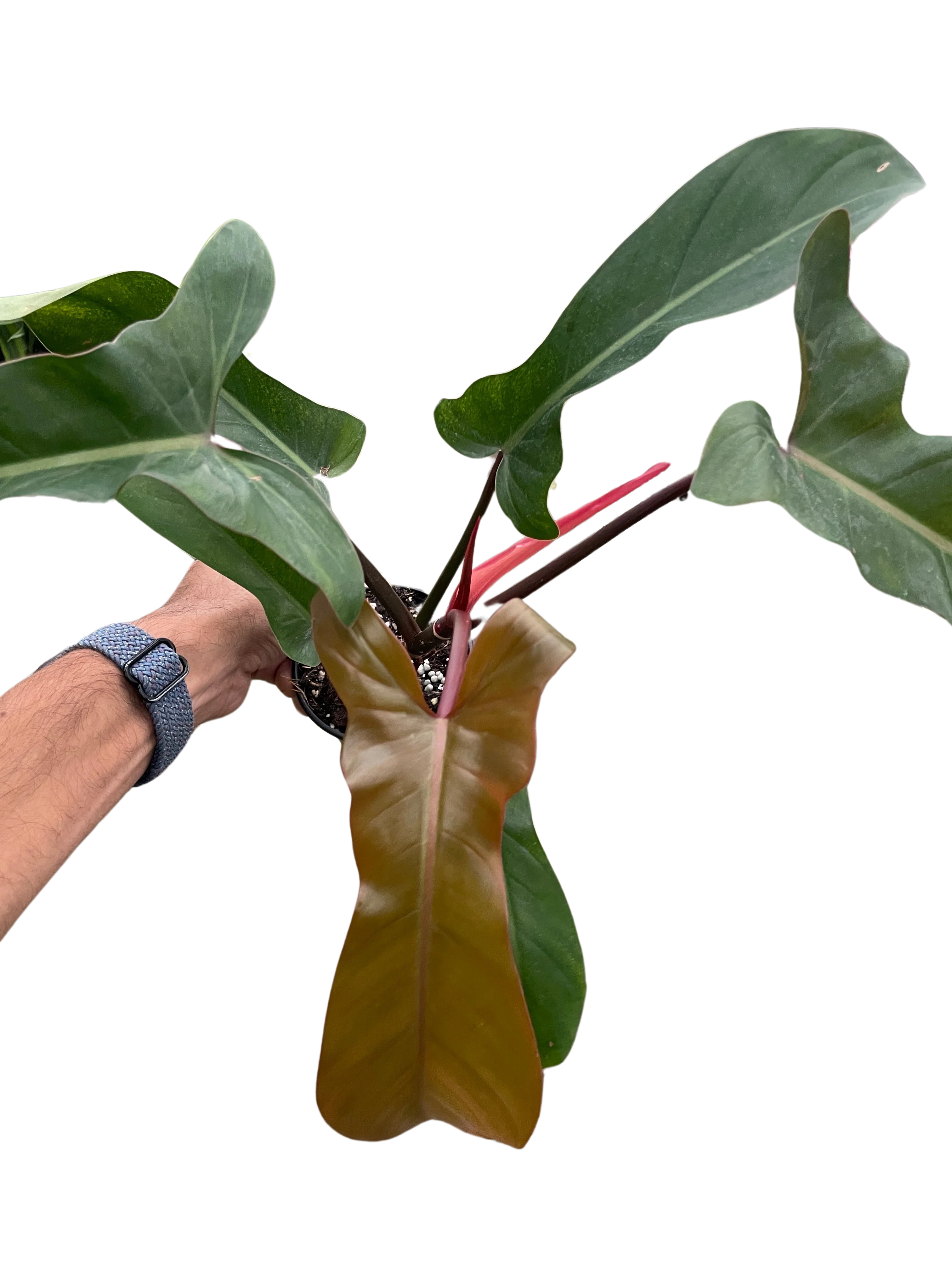 Philodendron 'Florida Bronze' - Image 3