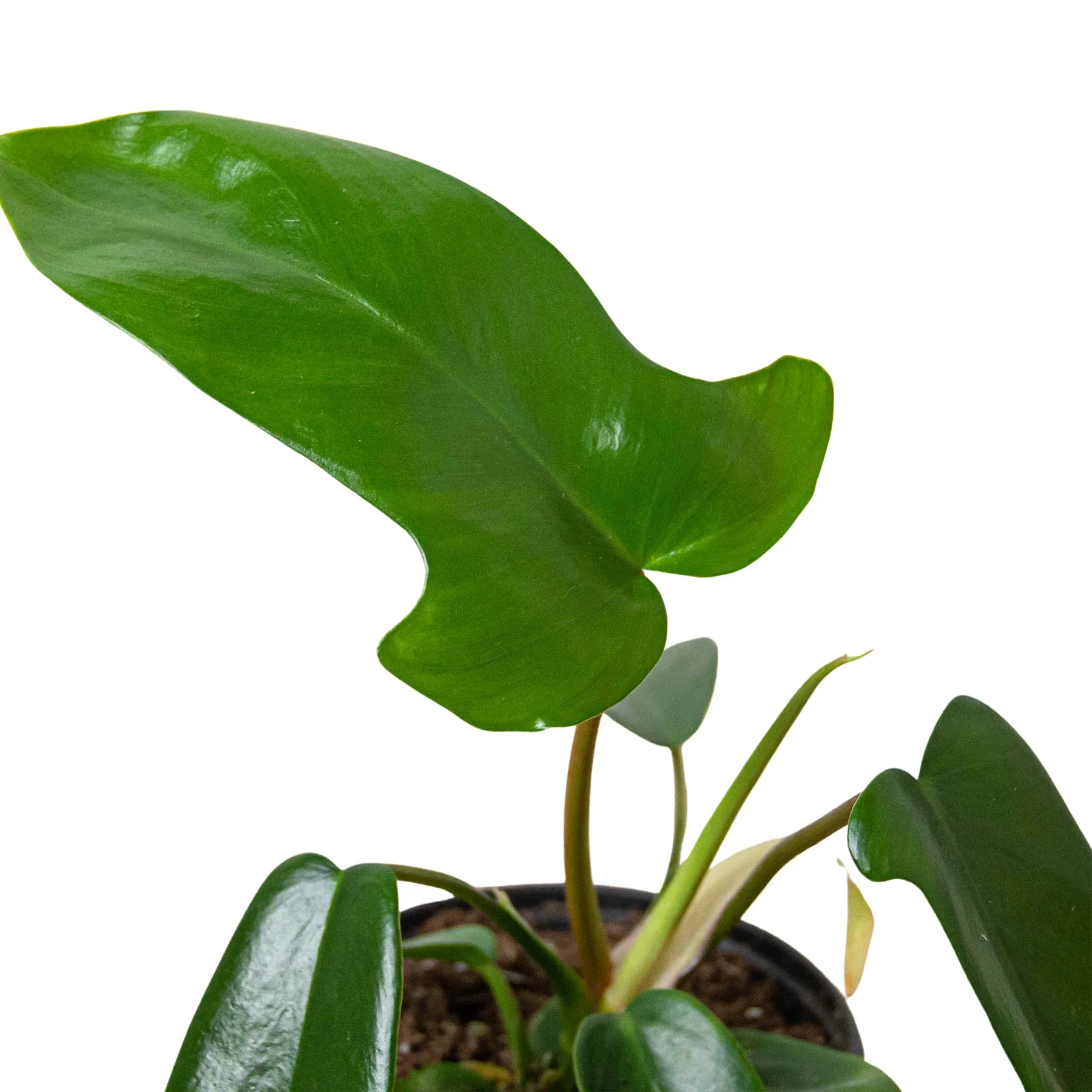 Philodendron 'Florida Green' - Image 2