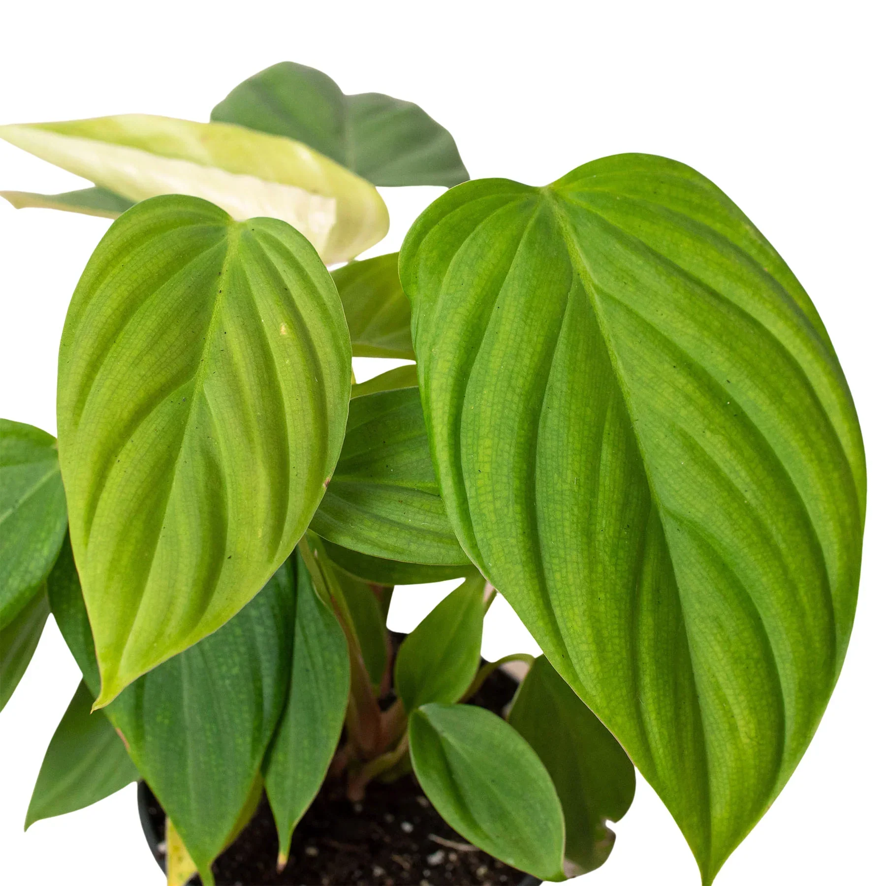 Philodendron 'Fuzzy Petiole' - Image 2