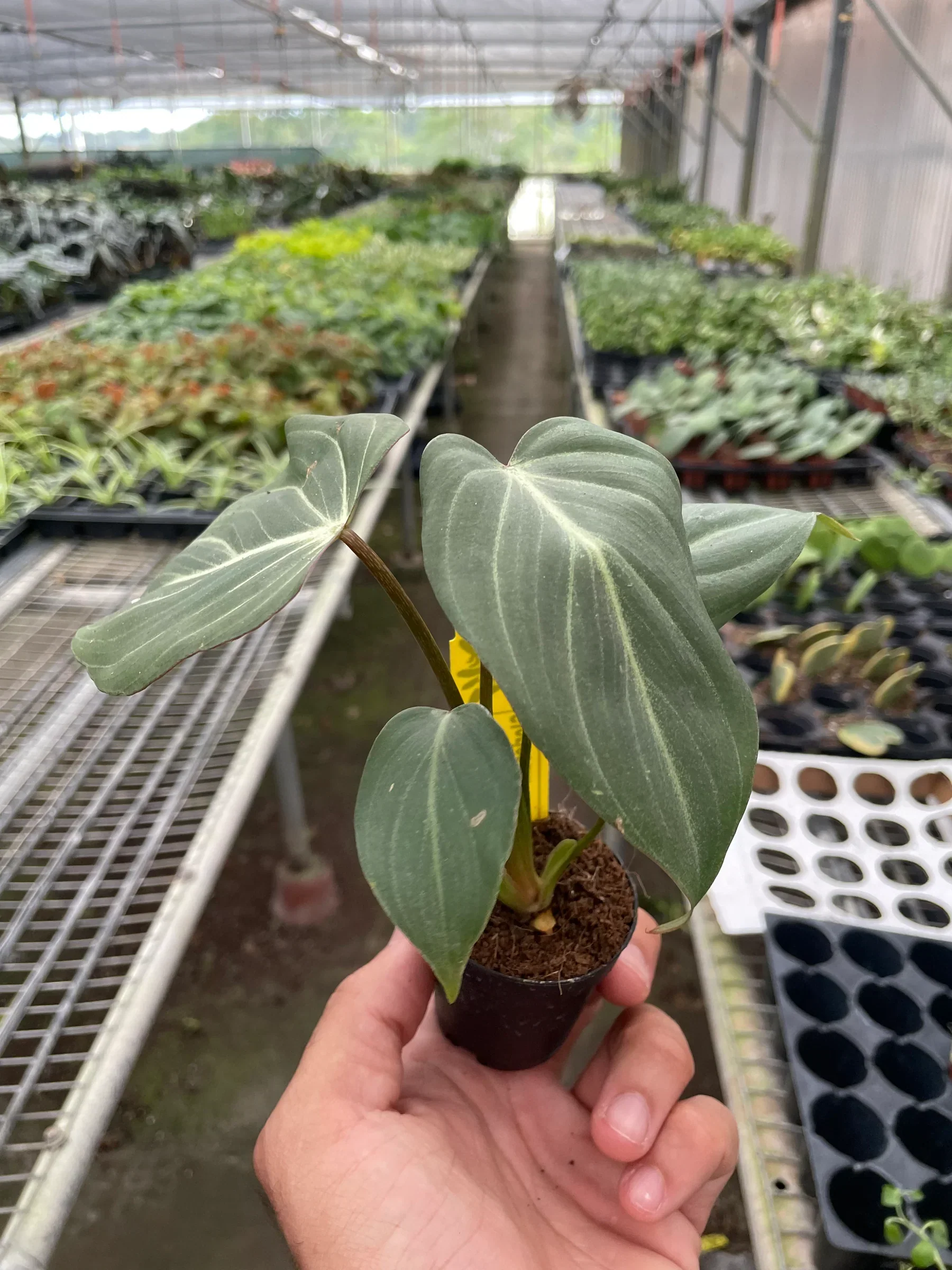 Philodendron Gloriosum - Image 4