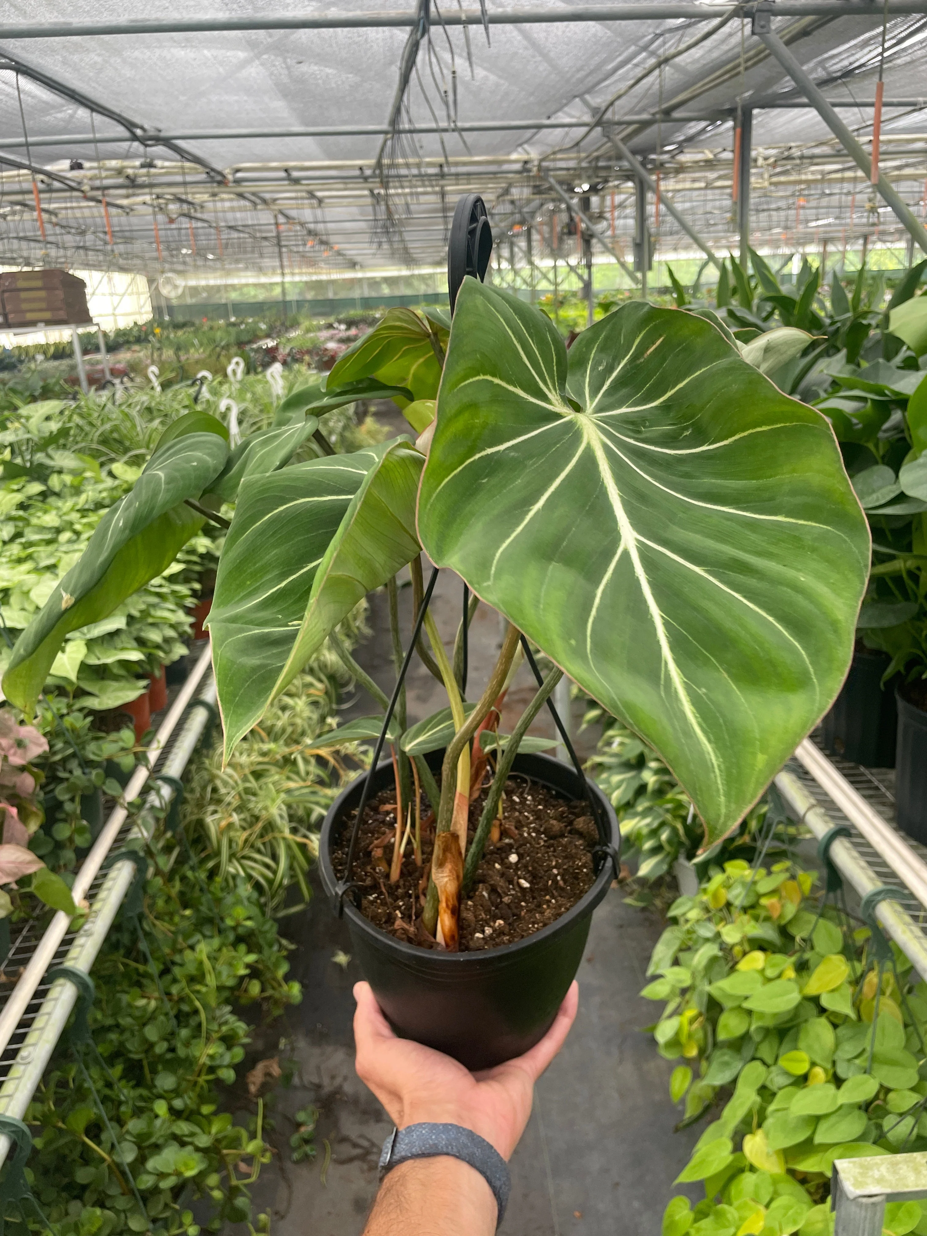 Philodendron Gloriosum - Image 6