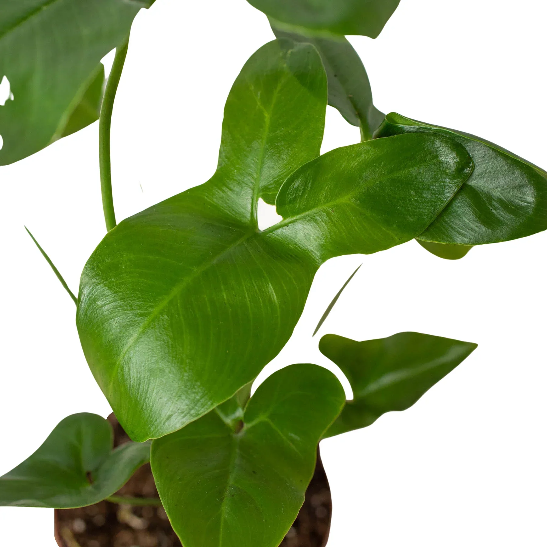 Philodendron 'Goeldii' - Image 2