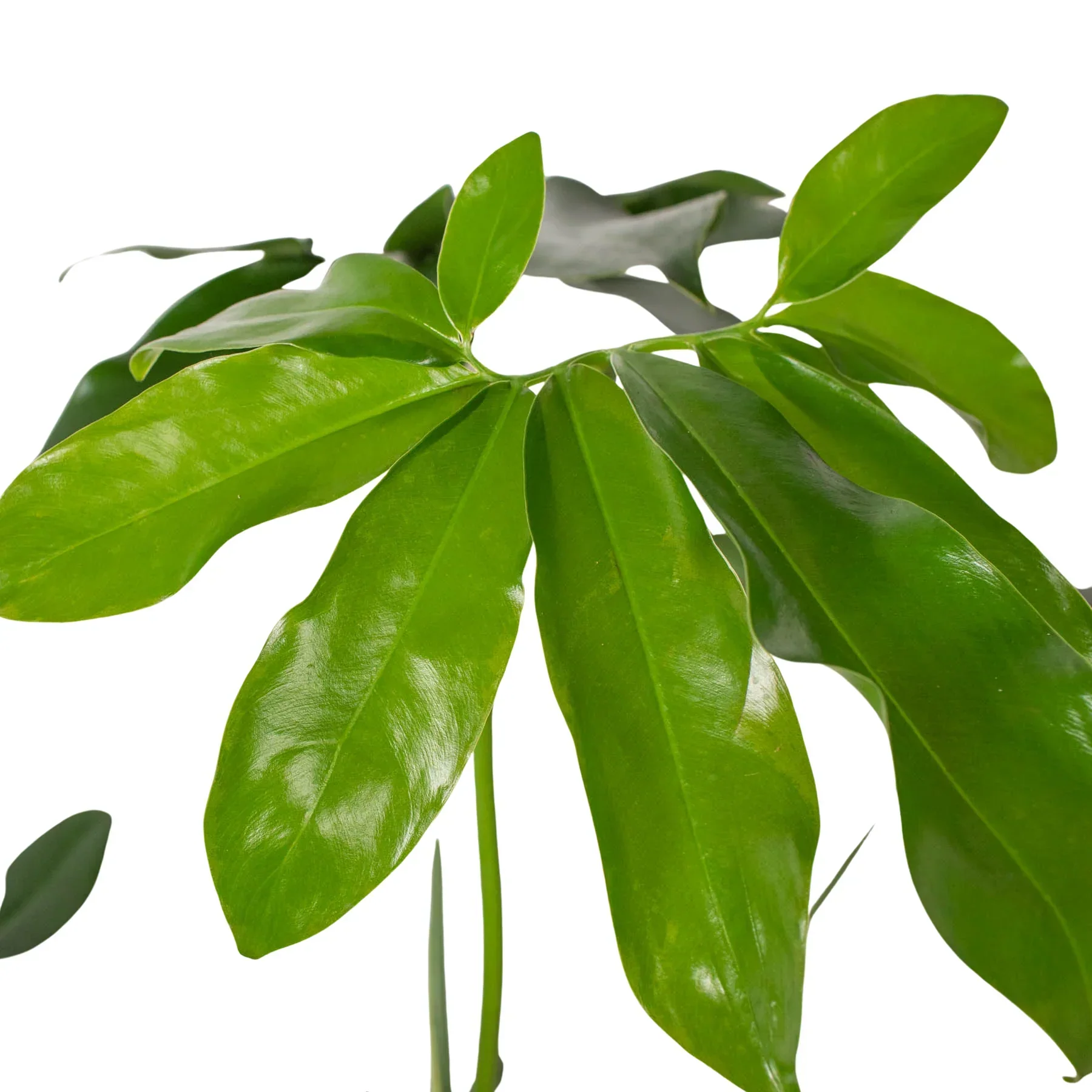 Philodendron 'Goeldii' - Image 4