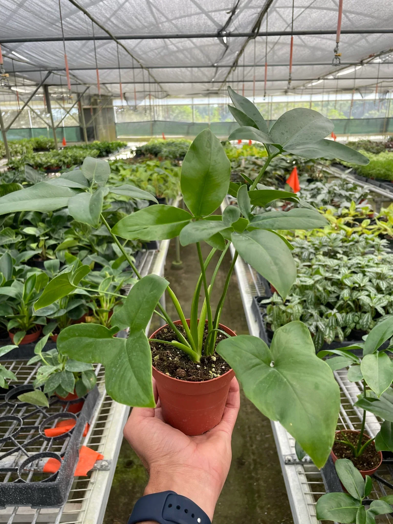 Philodendron 'Goeldii' - Image 7