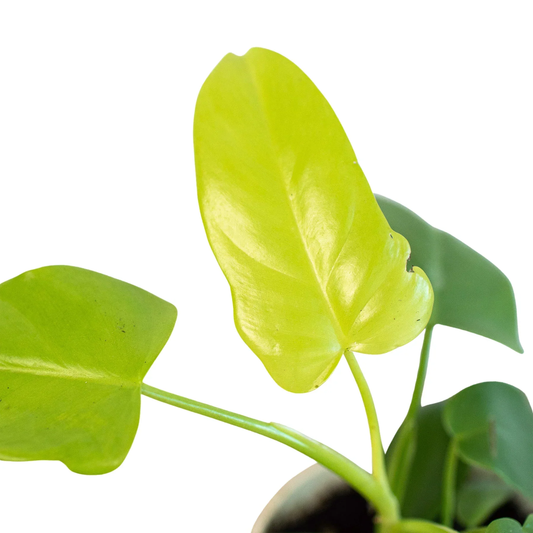 Philodendron 'Gold Violin' - Image 2