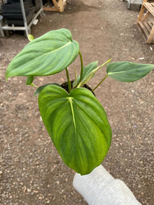 Philodendron Mcdowell - Image 2