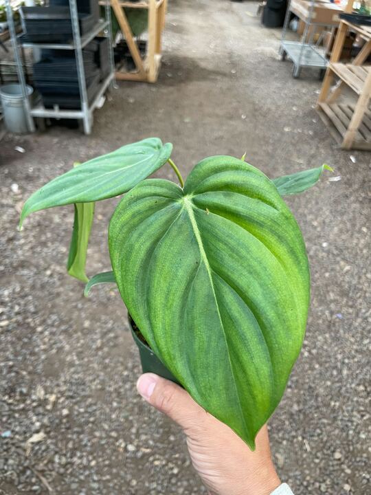 Philodendron Mcdowell - Image 4