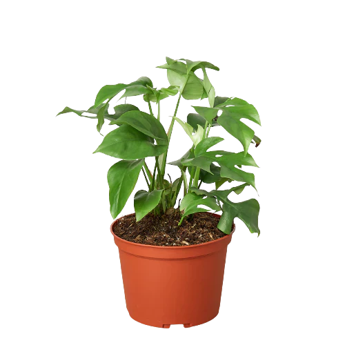 Philodendron Mini Monstera Minima - Image 3