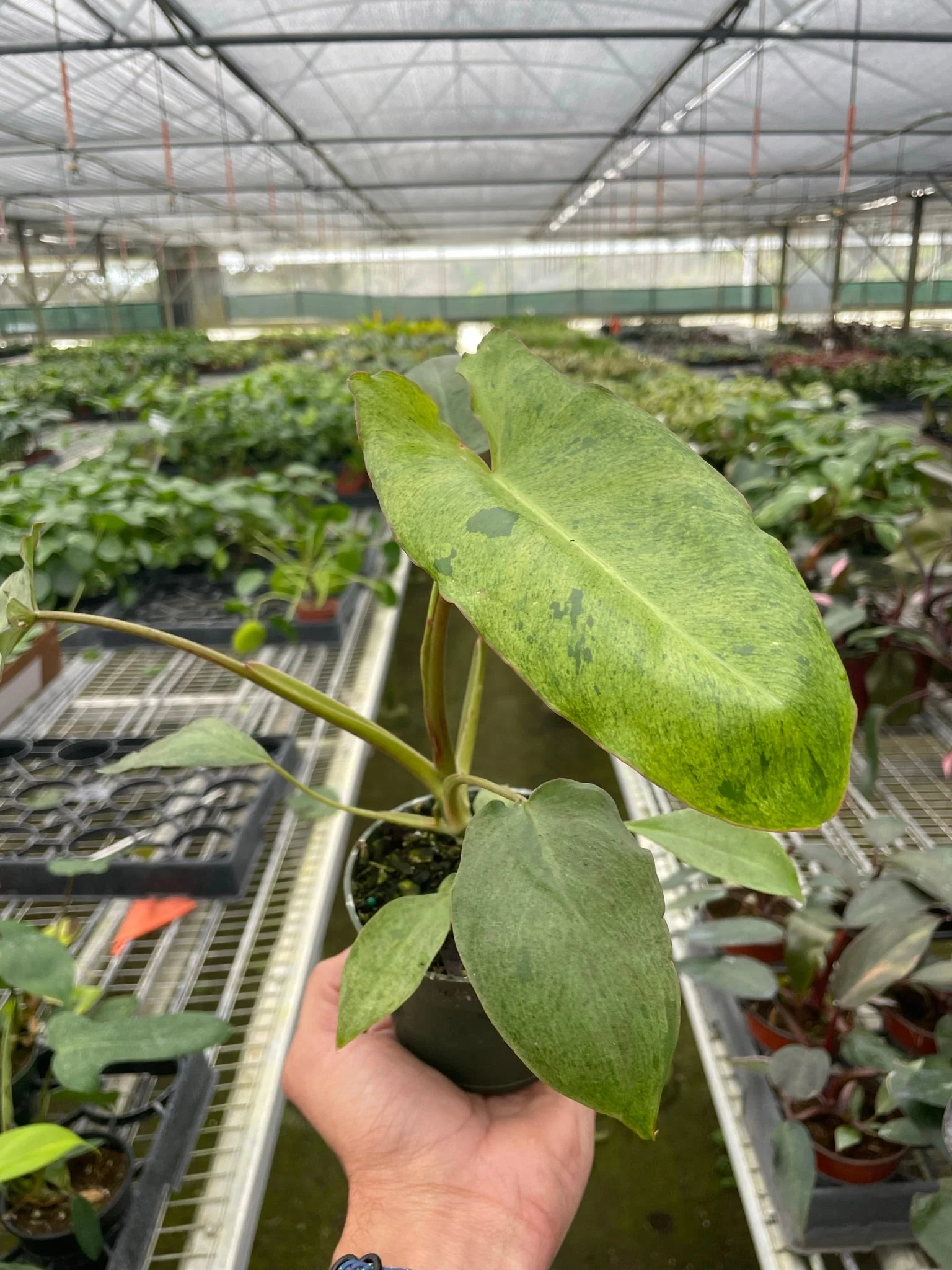 Philodendron Paraiso Verde - Image 2