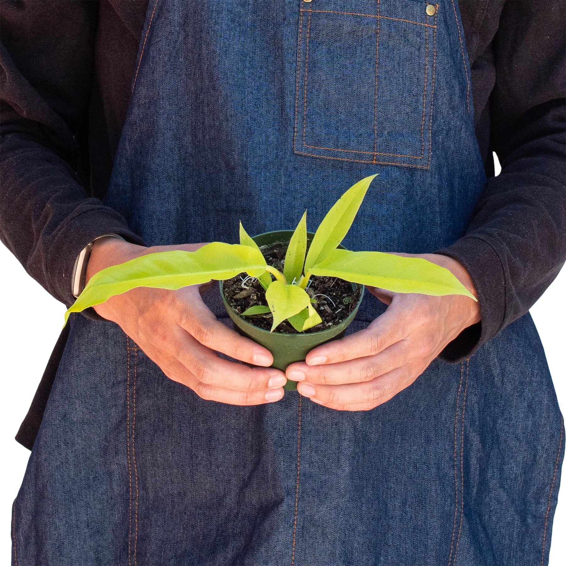 Philodendron Ring of Fire Gold - Image 3