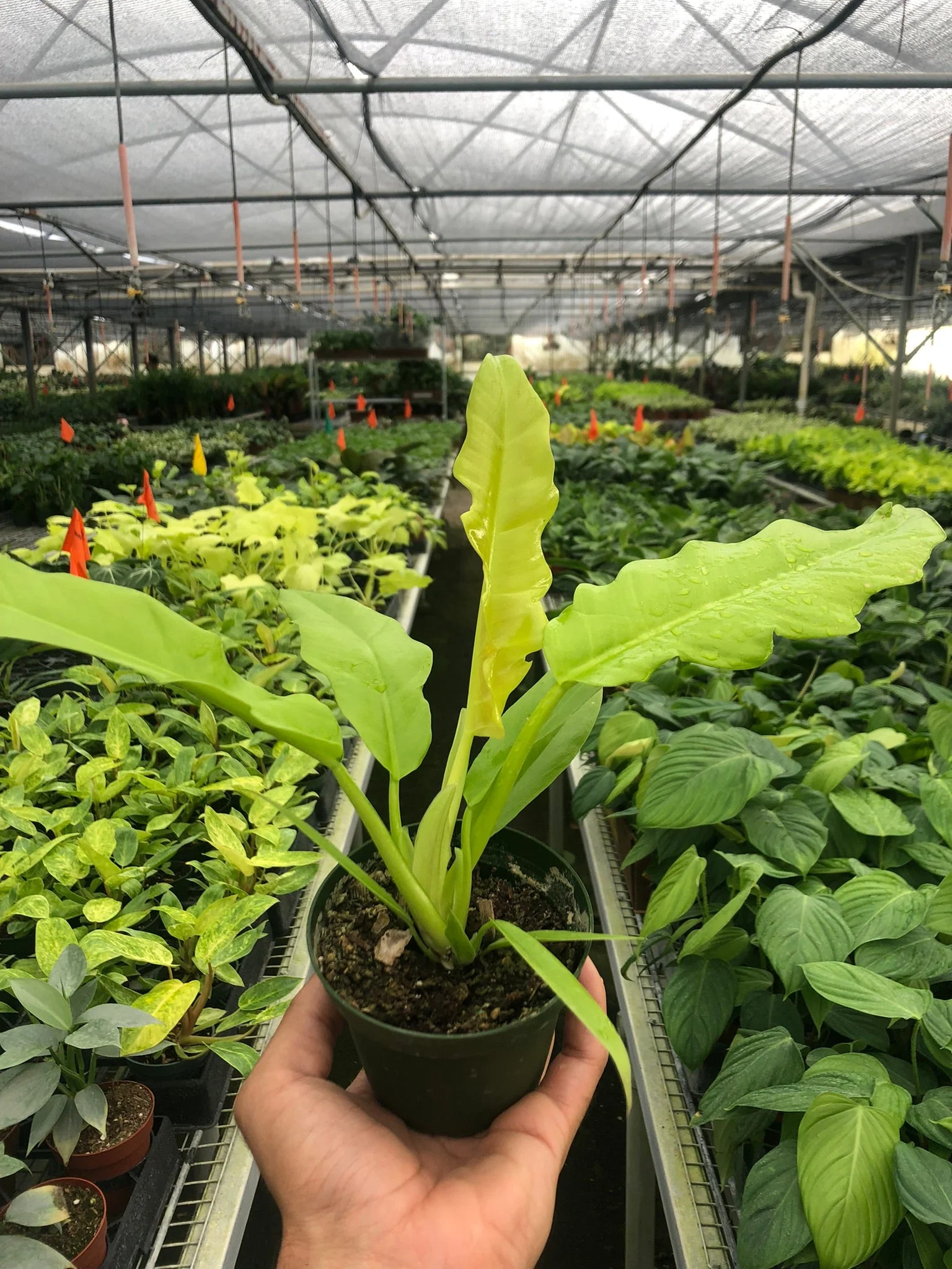 Philodendron Ring of Fire Gold - Image 4