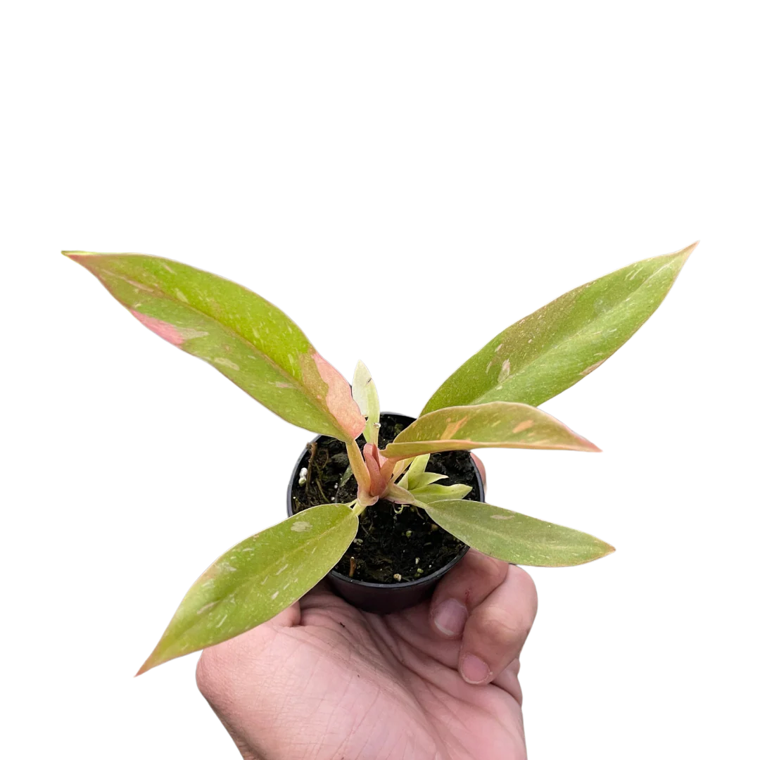 Philodendron Ring of Fire Variegated - Image 3