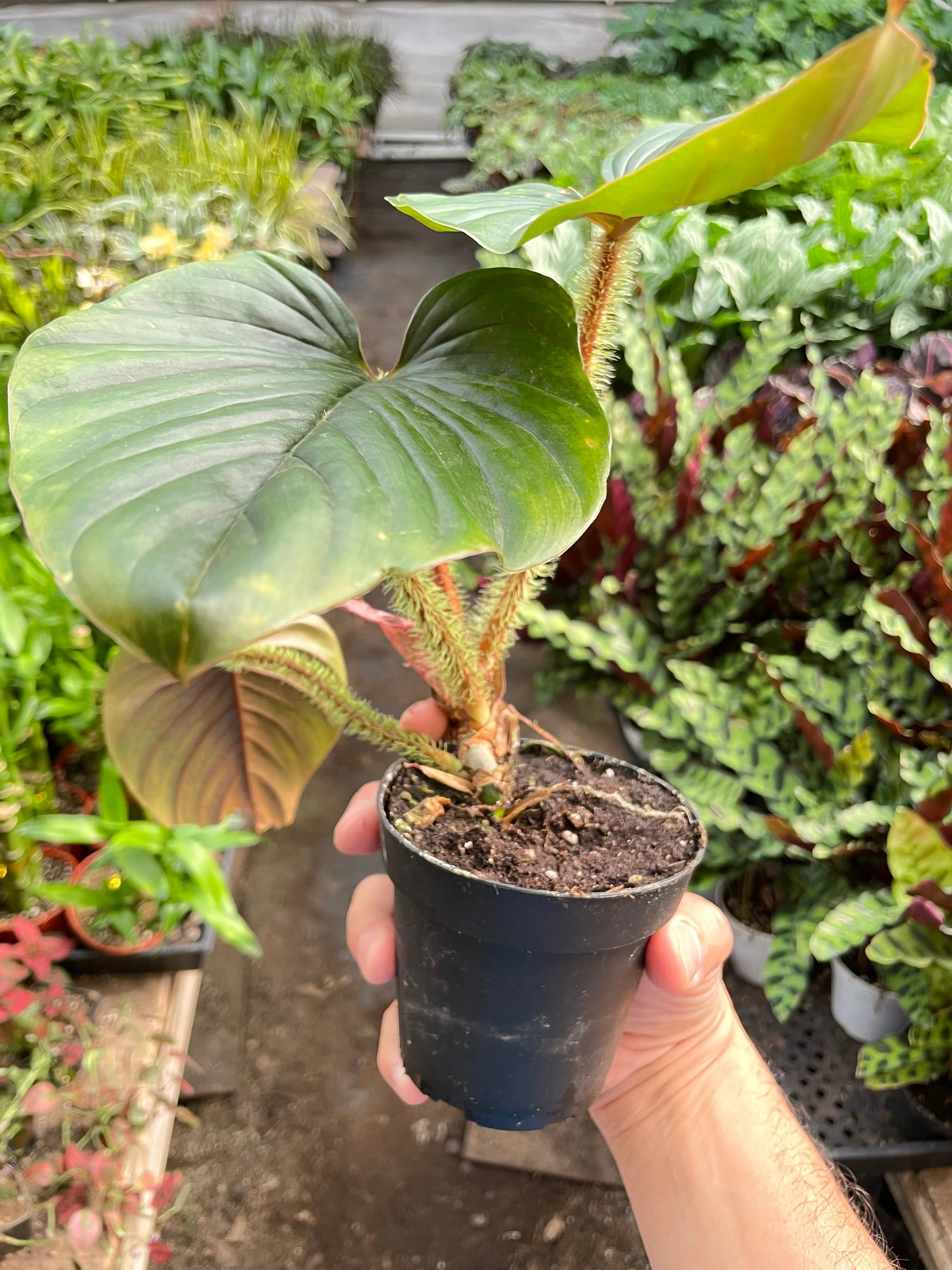 Philodendron Serpens - Image 3
