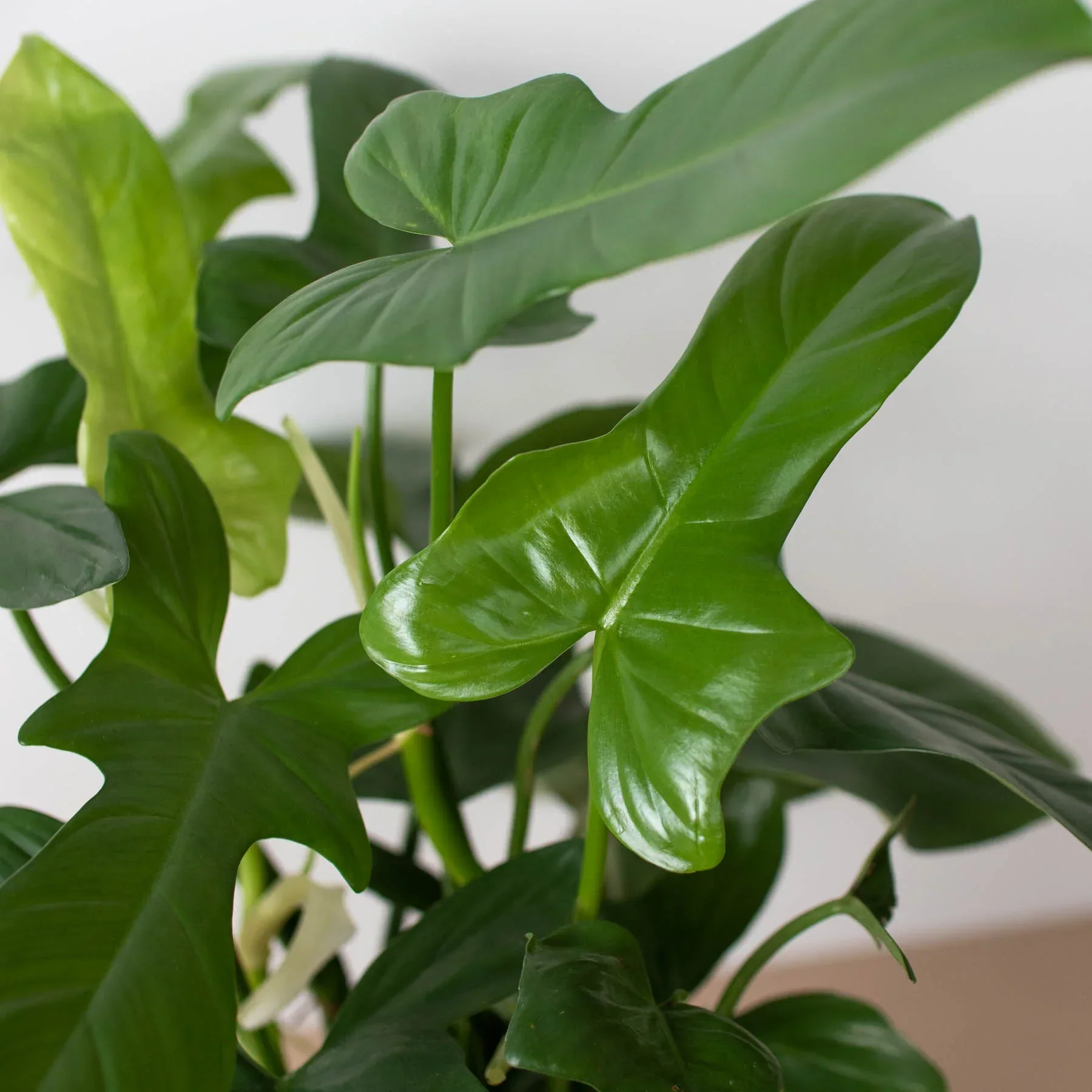 Philodendron 'Silver Sword' - Image 4