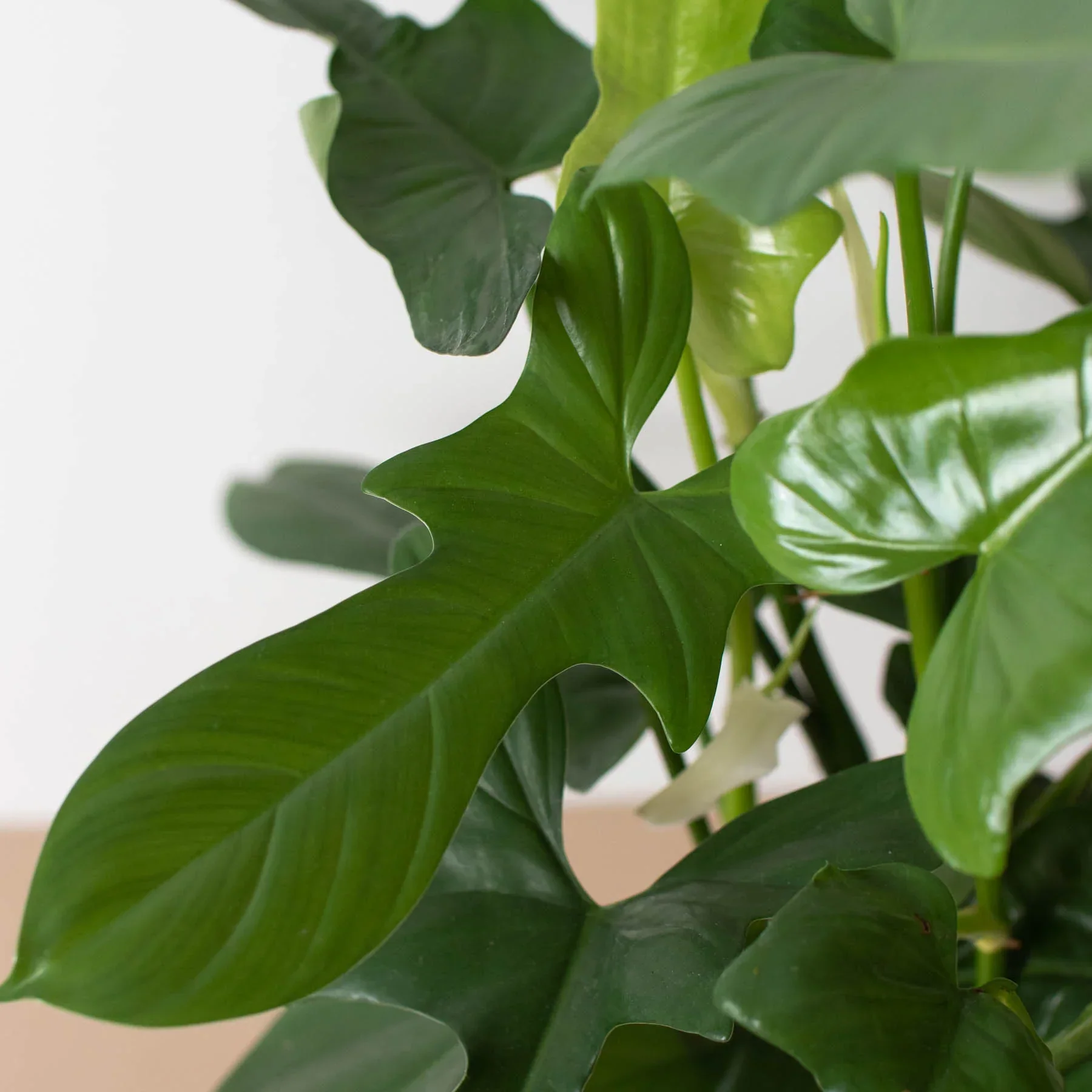 Philodendron 'Silver Sword' - Image 5