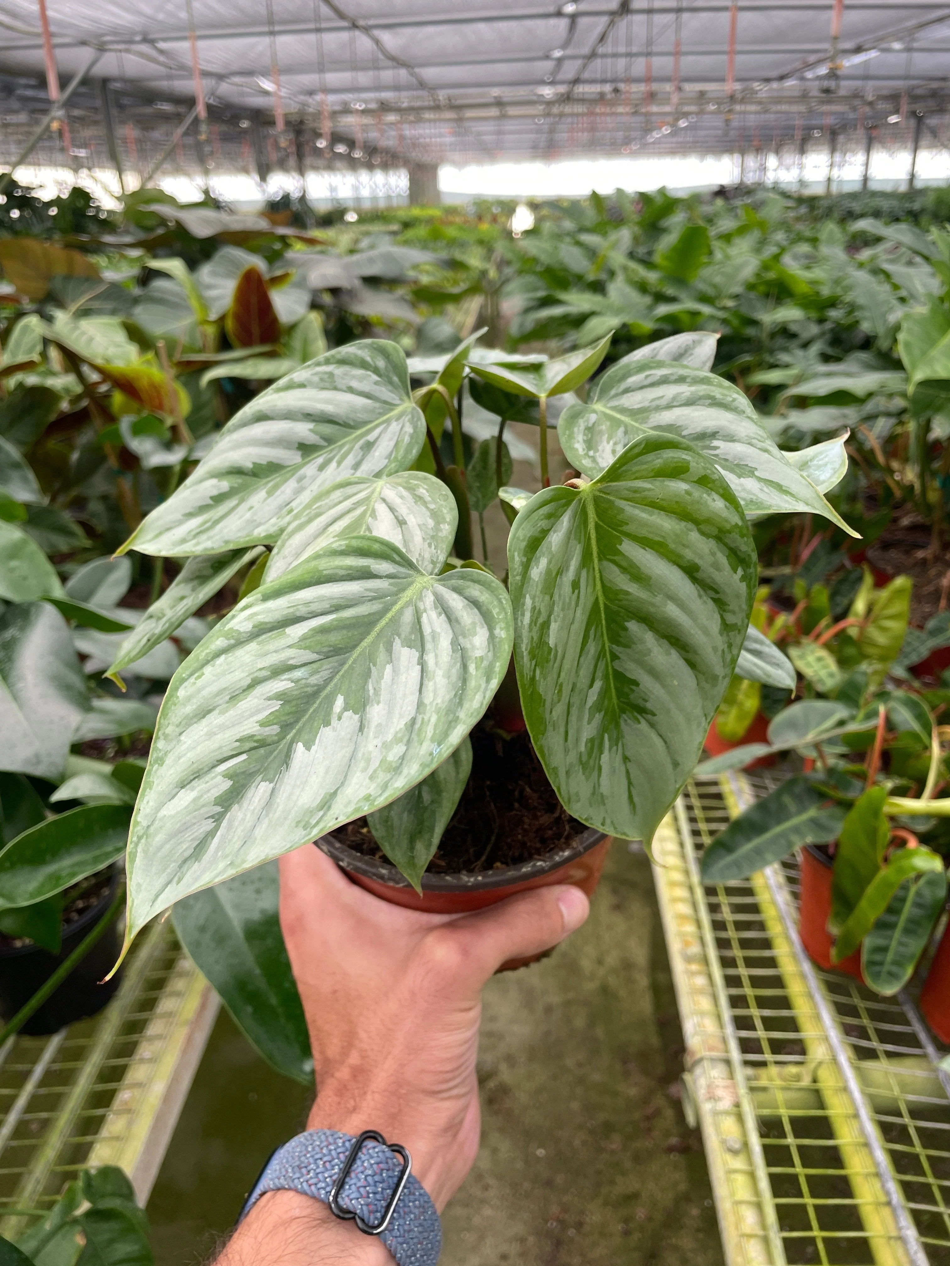 Philodendron Sodiroi - Image 2