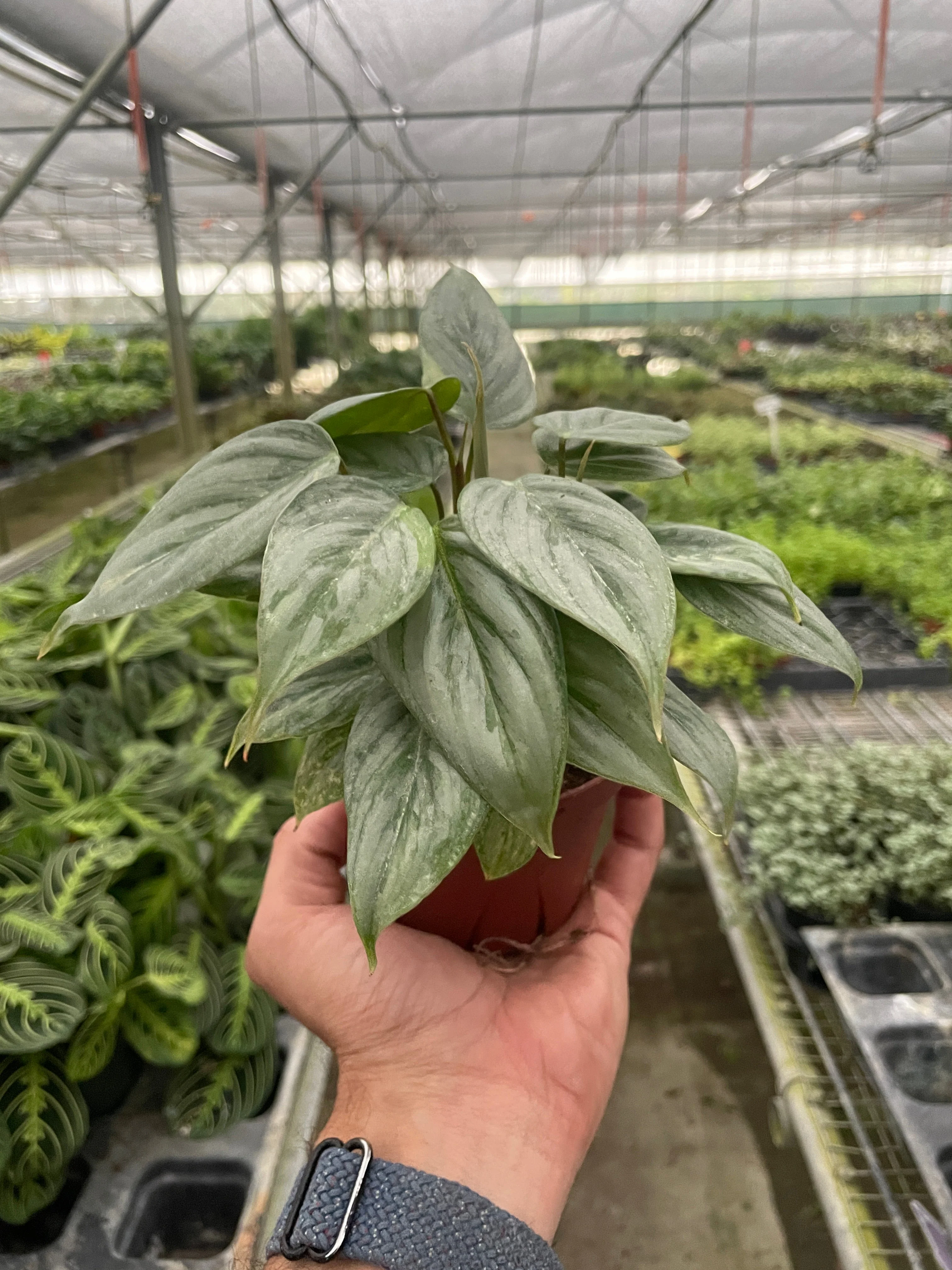Philodendron Sodiroi - Image 3