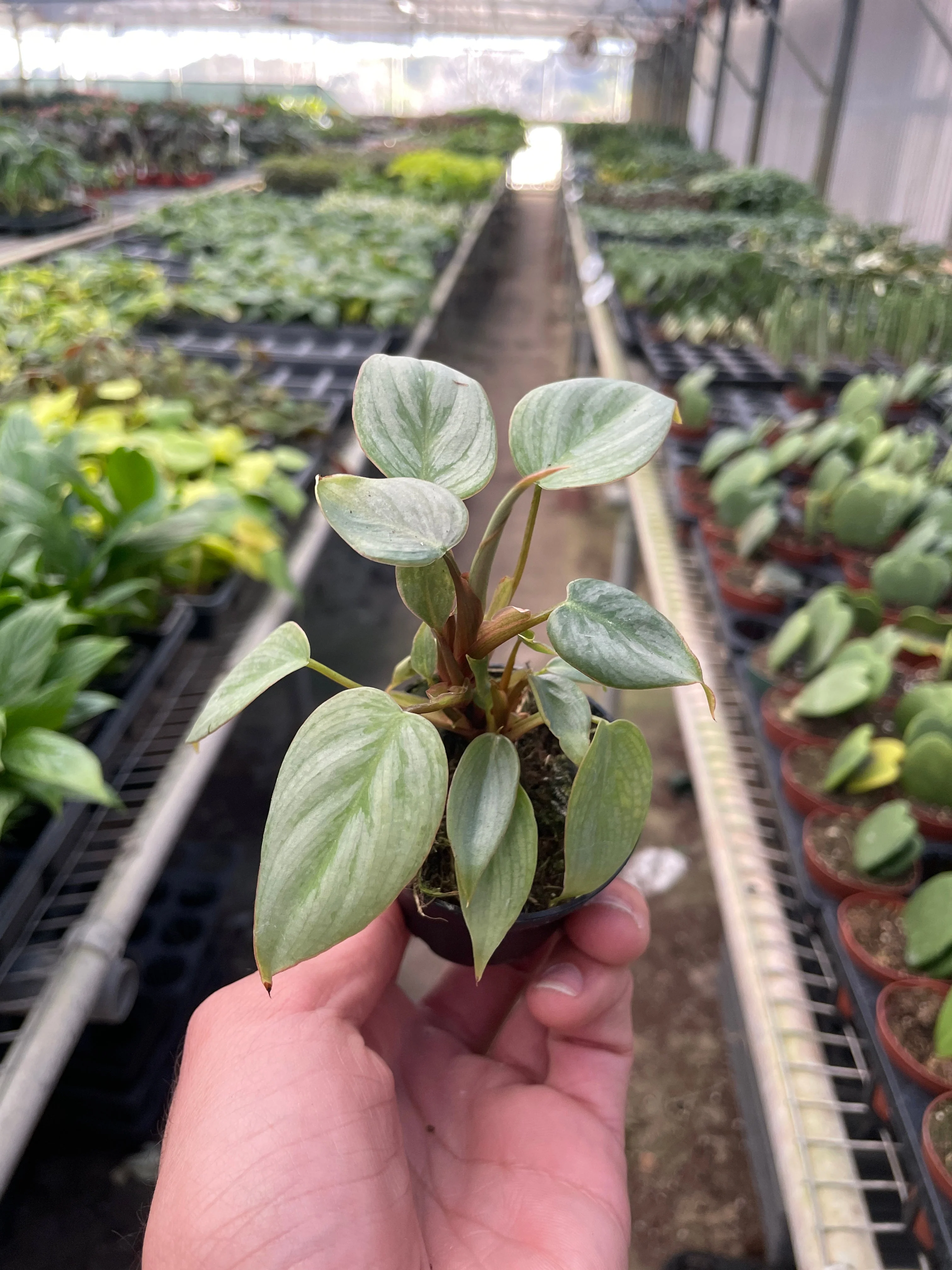 Philodendron Sodiroi - Image 4