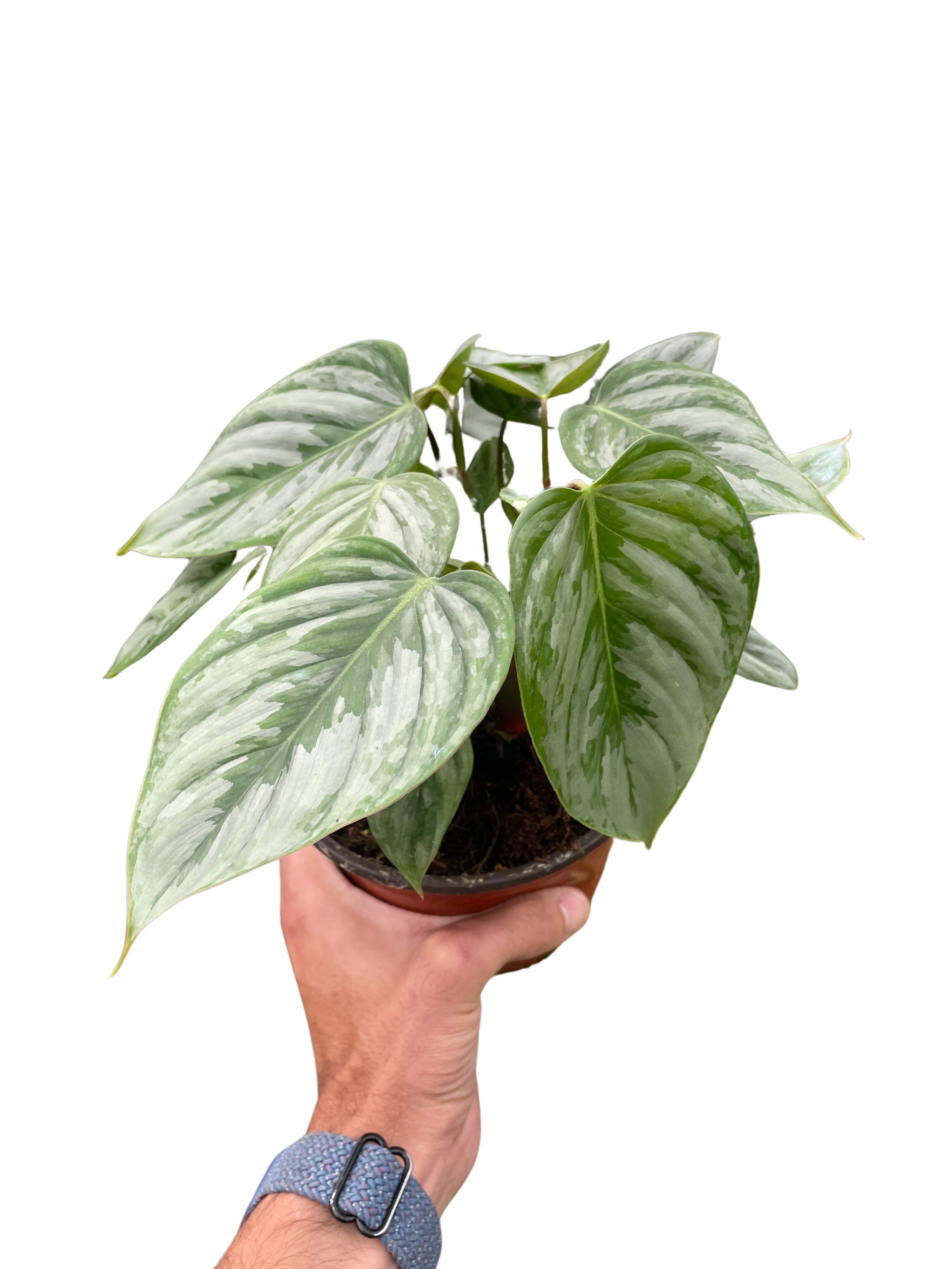 Philodendron Sodiroi - Image 5