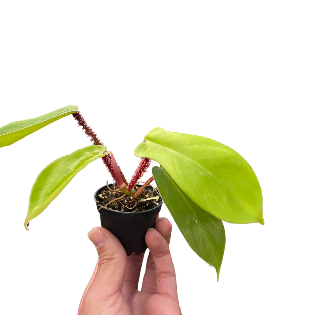Philodendron Squamiferum