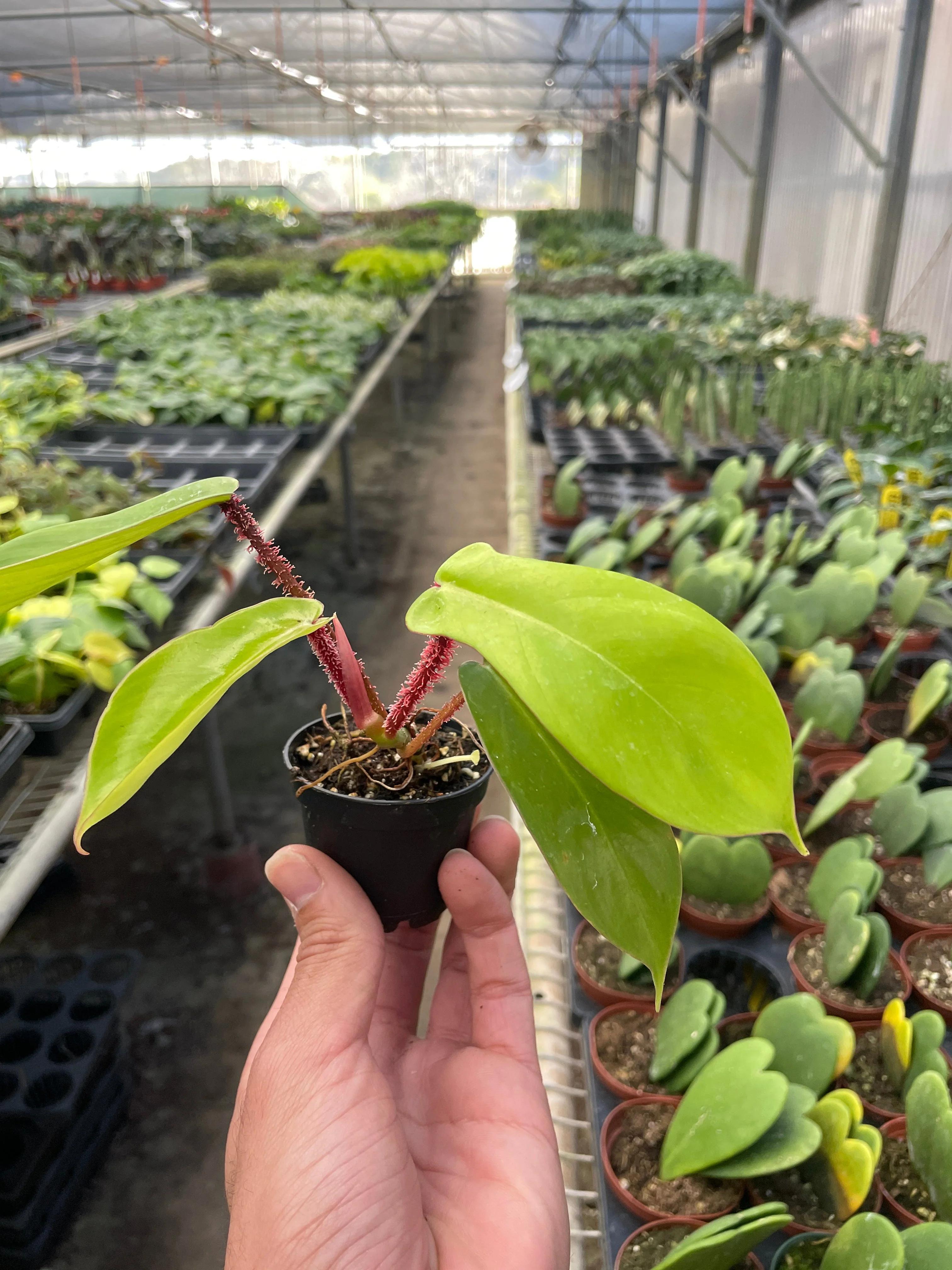 Philodendron Squamiferum - Image 2