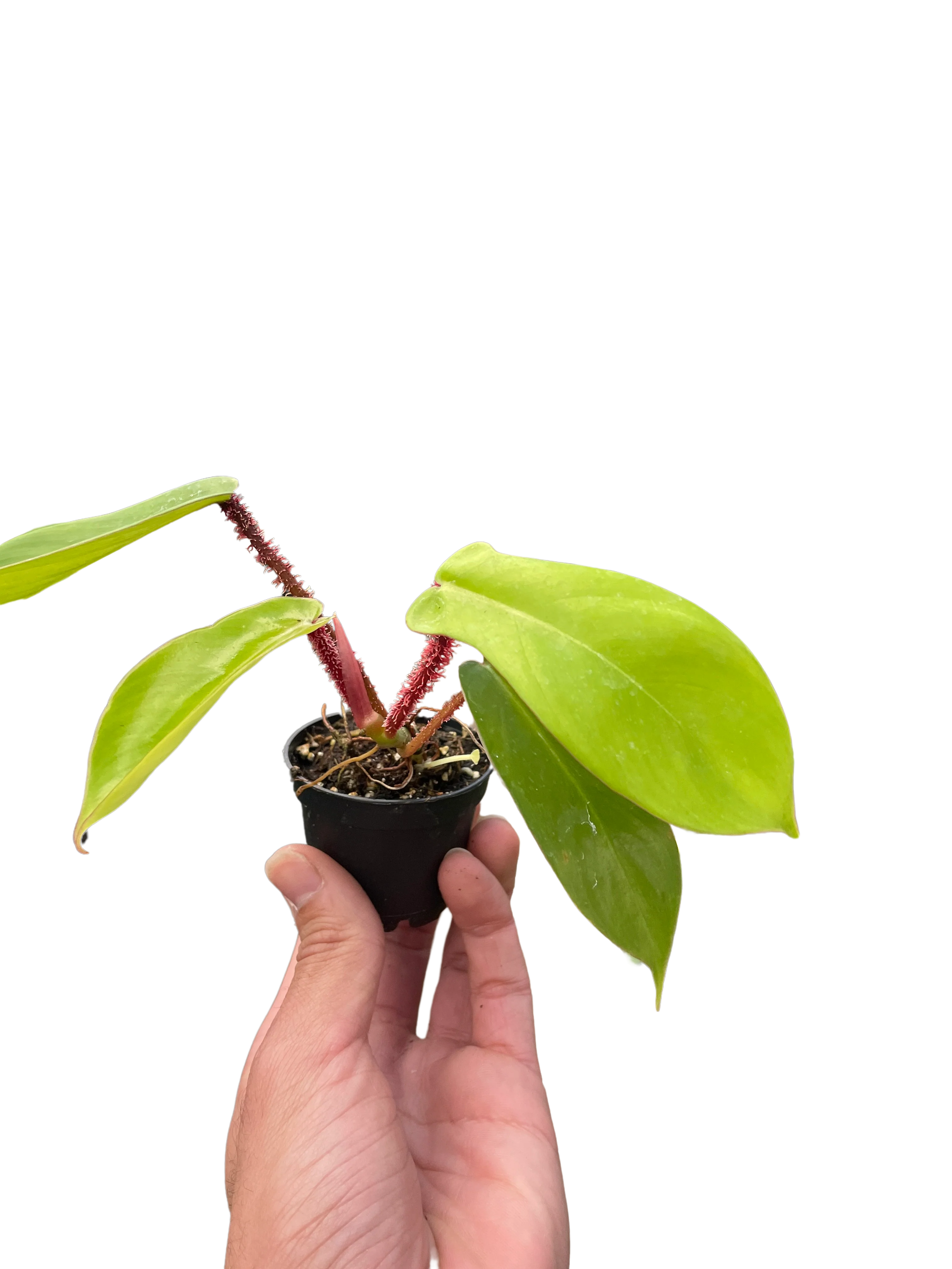 Philodendron Squamiferum - Image 3