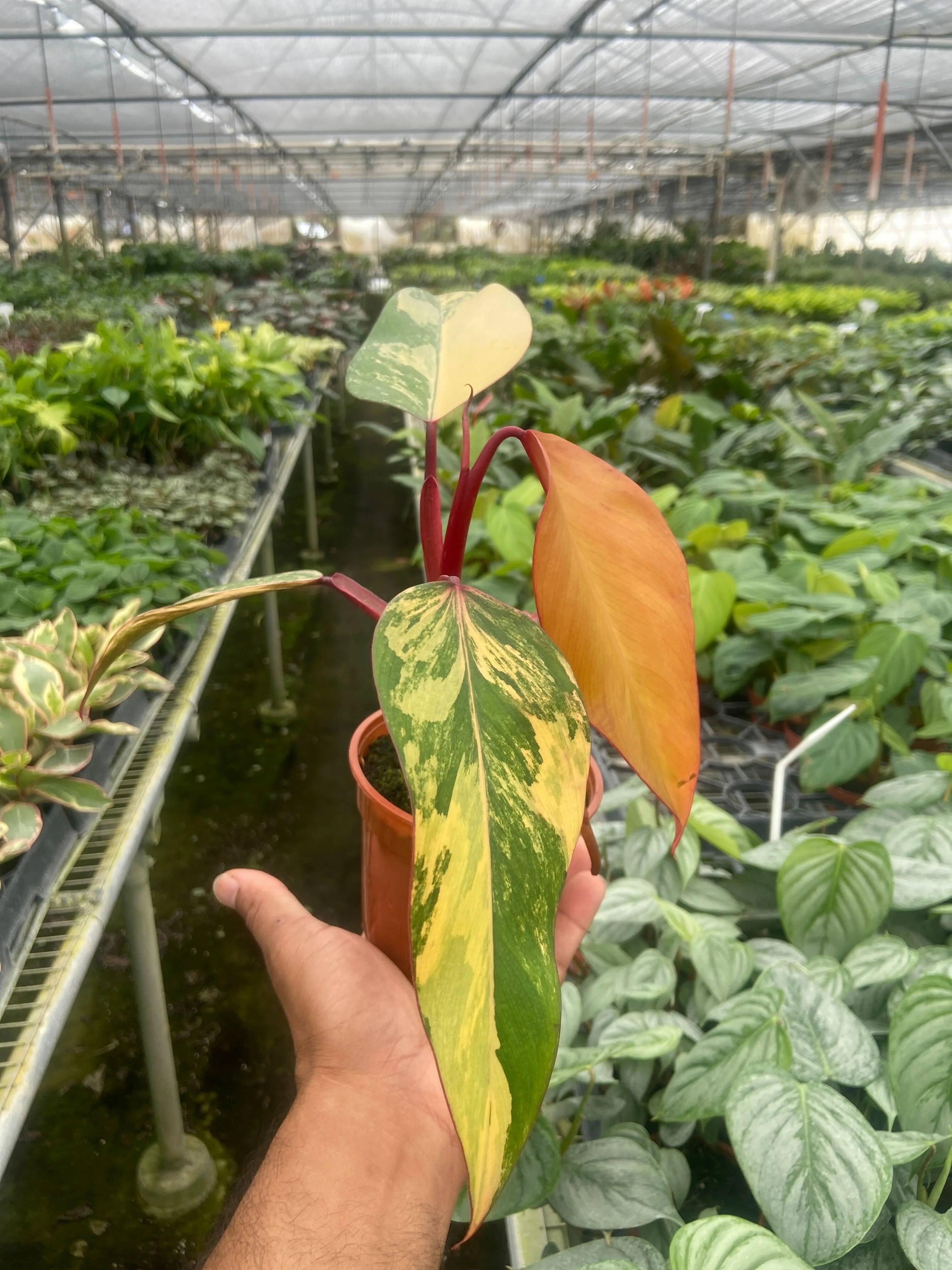 Philodendron Strawberry Shake - Image 2