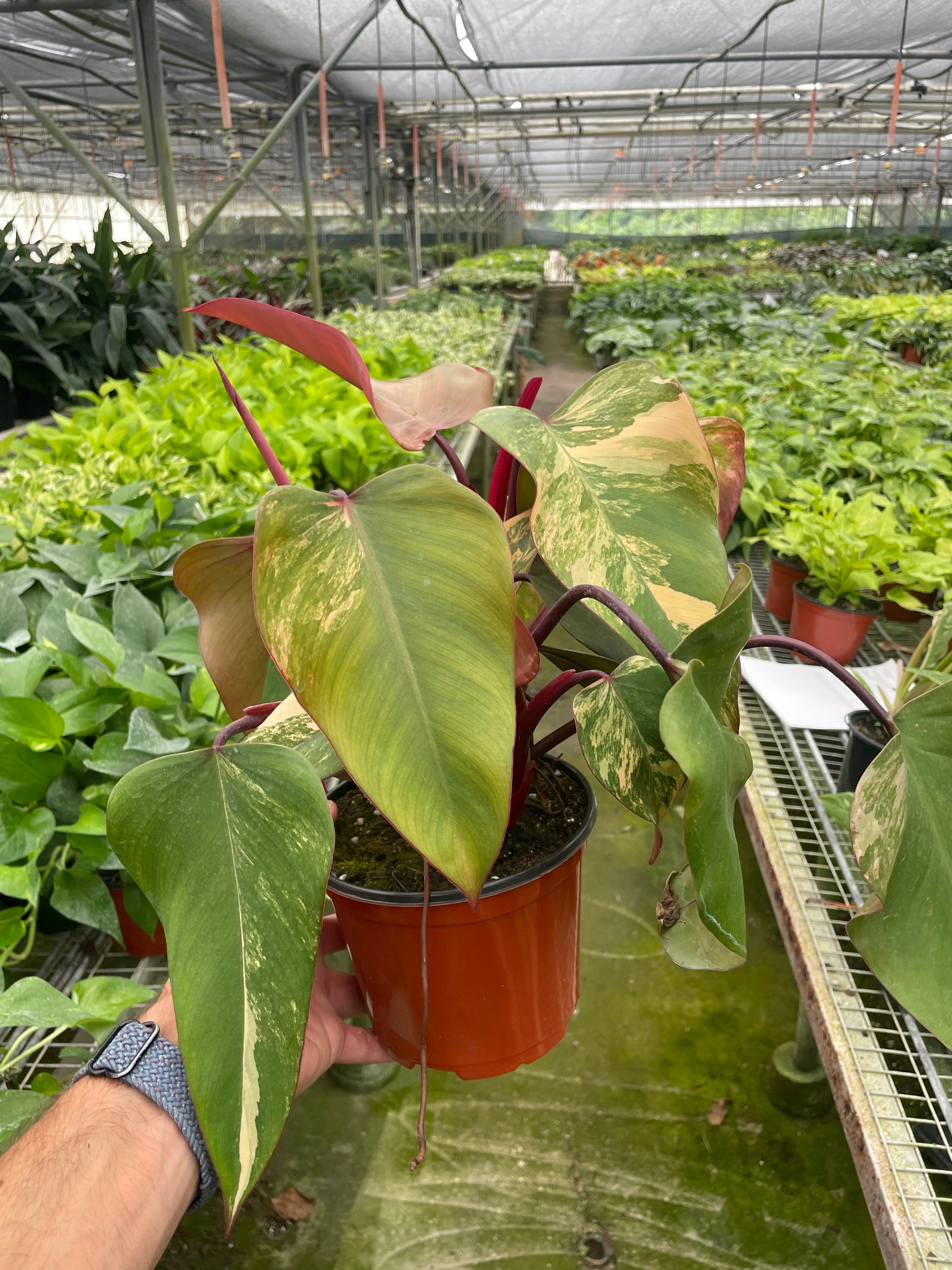 Philodendron Strawberry Shake - Image 3