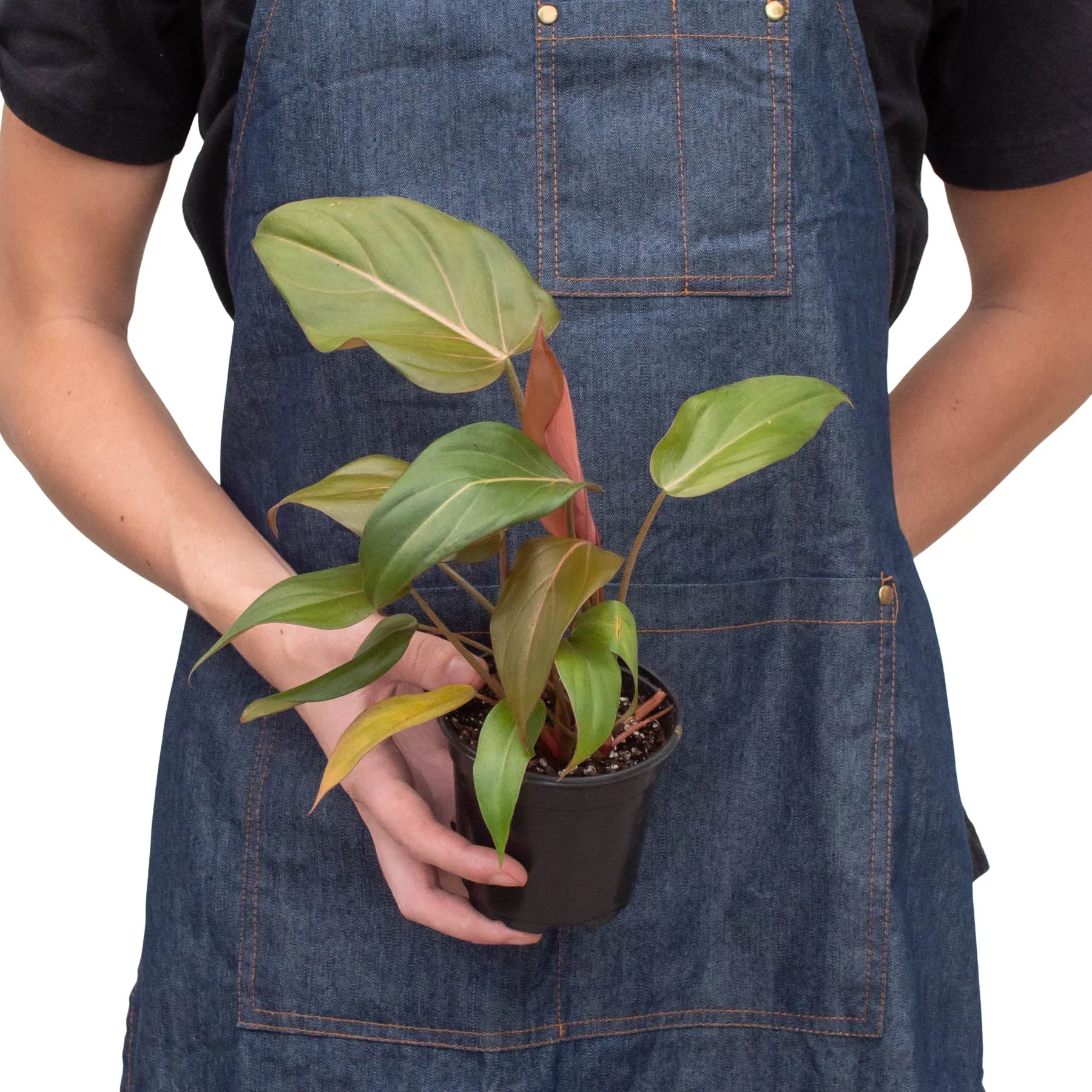 Philodendron Summer Glory - Image 3