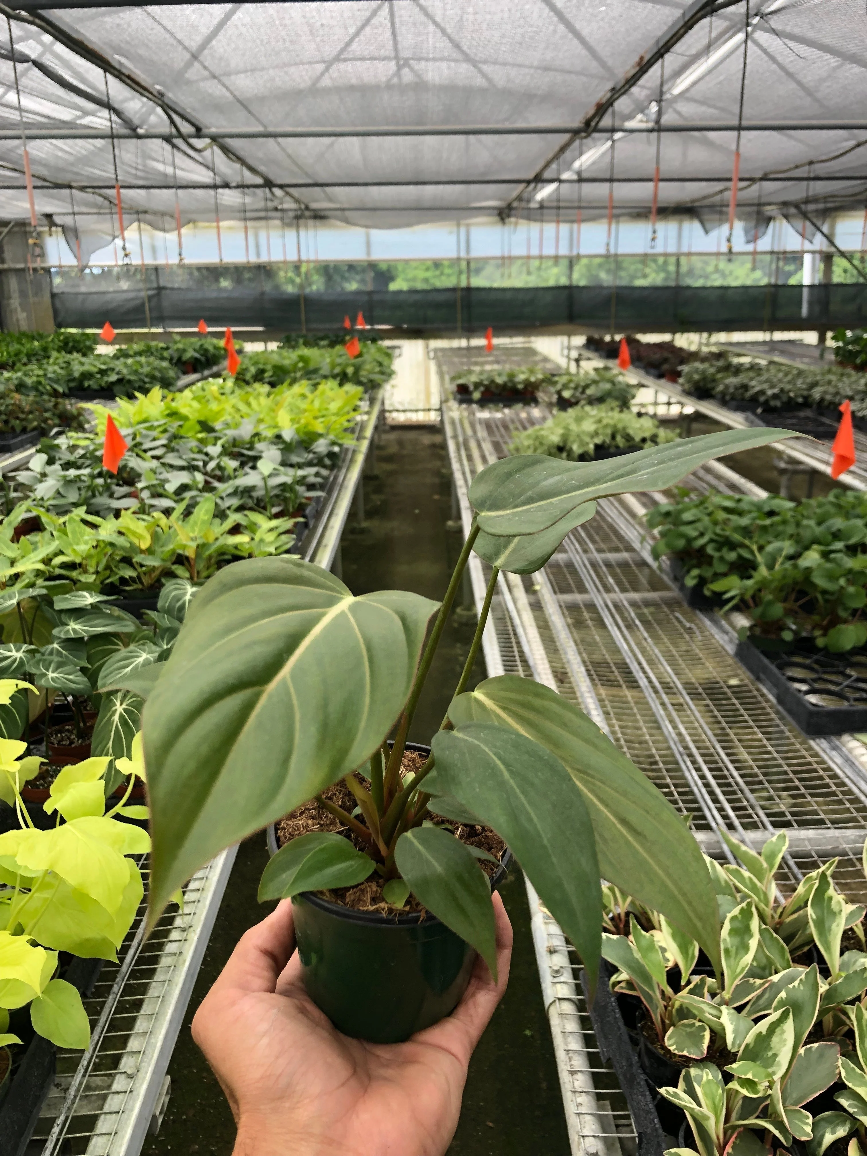 Philodendron Summer Glory - Image 4